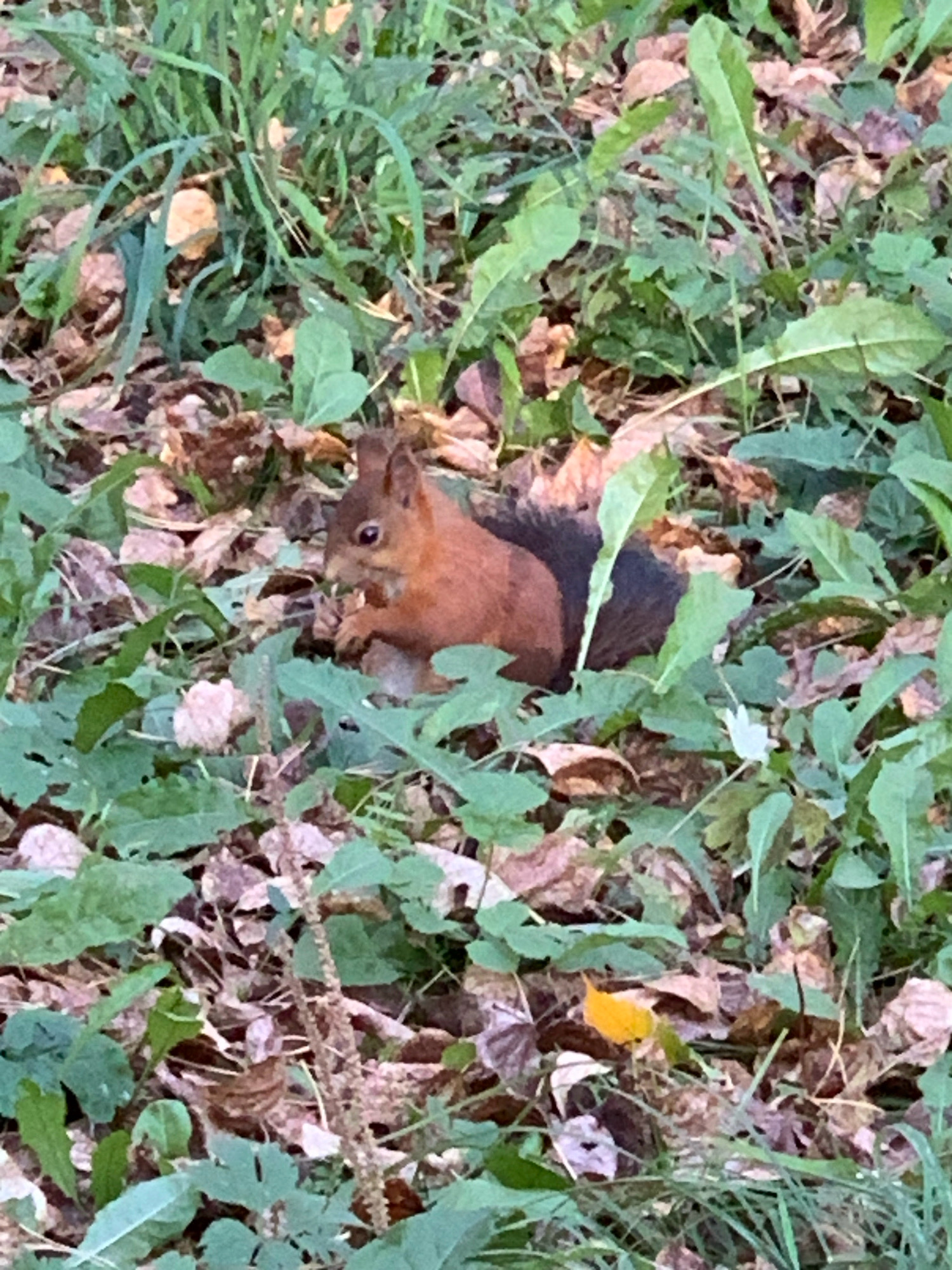 A squirrel is visible in the foreground of the image, nestled among green leaves and fallen brown leaves. The squirrel is reddish-brown in color and appears to be eating. The background is filled with more greenery and leaf litter. The image was taken outdoors, suggesting a natural or park-like setting. The specific location in Prokopyevsk, Russia cannot be determined from the image alone.