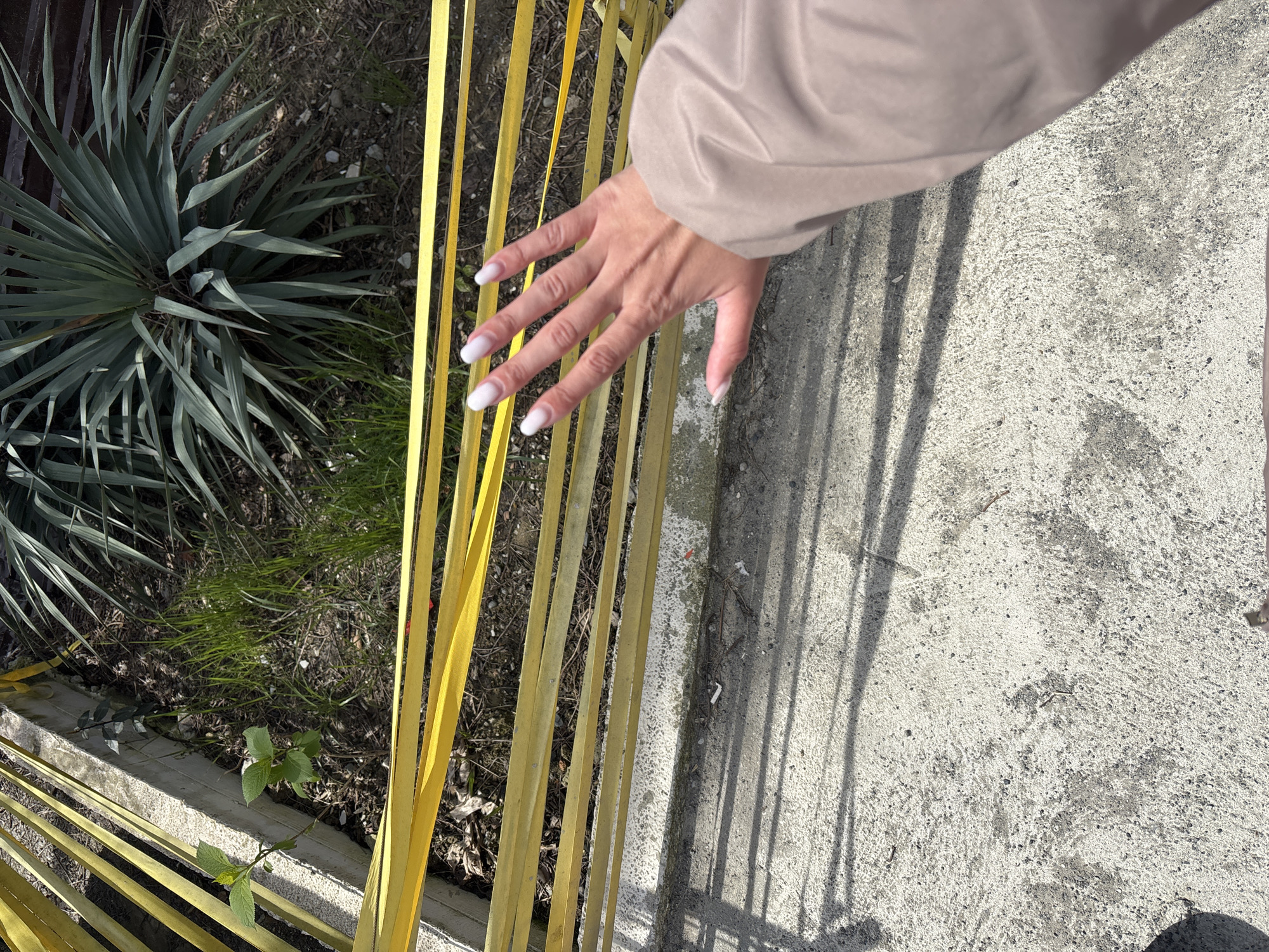 The image shows a hand with white-tipped nails reaching towards yellow strips arranged vertically. To the left, there's a spiky green plant and some other greenery in a garden area. The right side of the image shows a concrete surface. Based on the details of the landscape and the architecture, it's possible this image was taken in Sochi, Russia, but without additional details, it is hard to be certain.