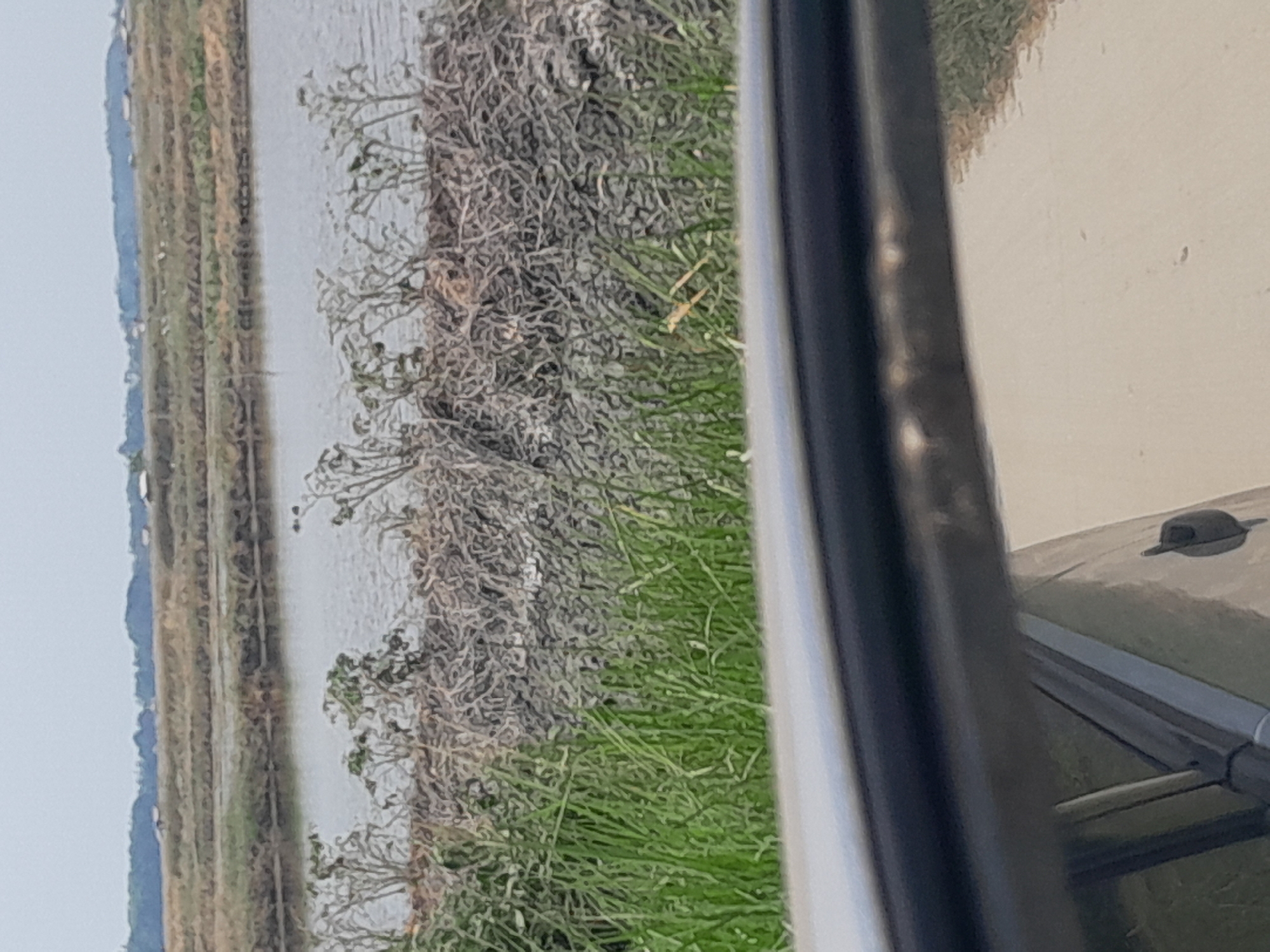 The image shows a reflection in a car's side mirror, looking out at a rural landscape. In the foreground, the bottom edge of the side mirror is visible, with a portion of the car's interior reflected. Beyond the mirror, the scene depicts a body of water, possibly a pond or canal, with dry, thorny vegetation along its edge. Further in the background, there are tiered fields of crops, separated by water channels. The distant horizon is lined with trees and a few scattered buildings. The sky is overcast. The location is identified as Karyatani, Indonesia. The scene appears to be a still, outdoor environment, likely during daytime. There are no visible people or specific actions taking place.