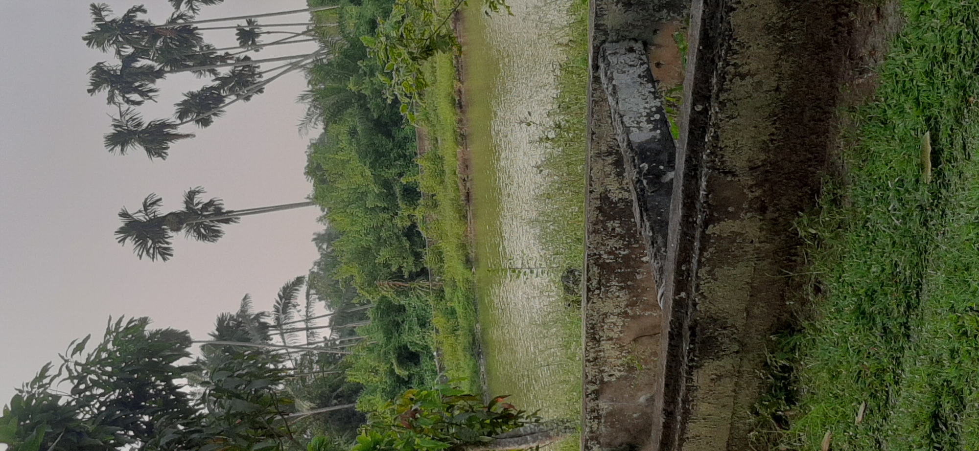 The image depicts a natural landscape with a body of water in the foreground, bordered by lush green vegetation and palm trees. Two weathered concrete structures are visible in the lower part of the frame, suggesting a man-made element within the natural setting. The sky is overcast, contributing to a soft, diffused light across the scene. The overall impression is one of a tranquil, undeveloped area, possibly a pond or natural reserve. The location is specified as Jambi, Indonesia.