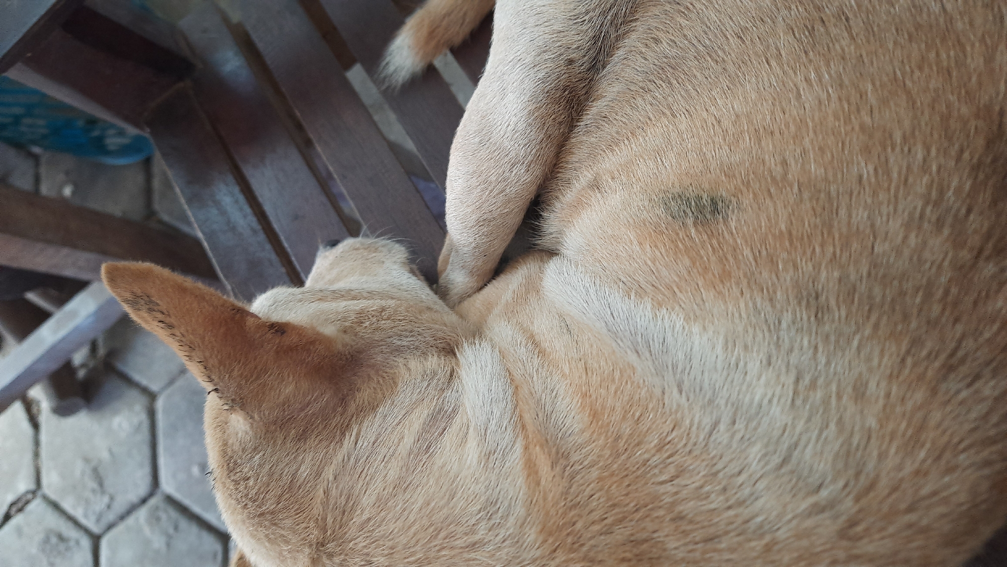 In Sumberarum, Indonesia, a close-up shot focuses on the back and ear of a light brown dog resting on a wooden bench. The dog's fur exhibits a blend of tan and lighter shades, with darker striped patterns visible along its back. A small, dark patch is present on its fur. The background shows a tiled patio and wooden furniture.