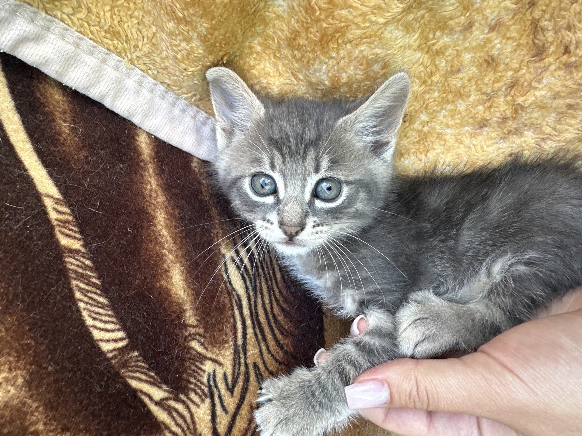 A close-up shot captures a cute, grey tabby kitten with striking blue eyes resting on a textured surface. The kitten is positioned on the left side of the frame, with its face turned towards the viewer. Its fur is a mix of grey and darker grey stripes, typical of a tabby pattern. The kitten's ears are large and pointed, and its whiskers are long and white.
The kitten is lying on a blanket or fabric that has a fuzzy, golden-yellow texture in the upper portion of the image. Below the yellow texture, the surface transitions to a darker brown fabric with a striped pattern that resembles tiger stripes. A white trim or edge of another fabric is visible along the top left of the image, possibly indicating the edge of a blanket or pillow.
A human hand enters the frame from the right, gently supporting the kitten's front paw. The hand has light skin and fingernails painted with a pale pink or nude polish. The interaction suggests a moment of care and affection between the person and the kitten.
The lighting suggests it is daytime, with natural light illuminating the scene. There are no visible text elements in the image. The overall mood is tender and heartwarming, emphasizing the innocence and charm of the kitten. The focus is entirely on the kitten and the gentle touch of the human hand.