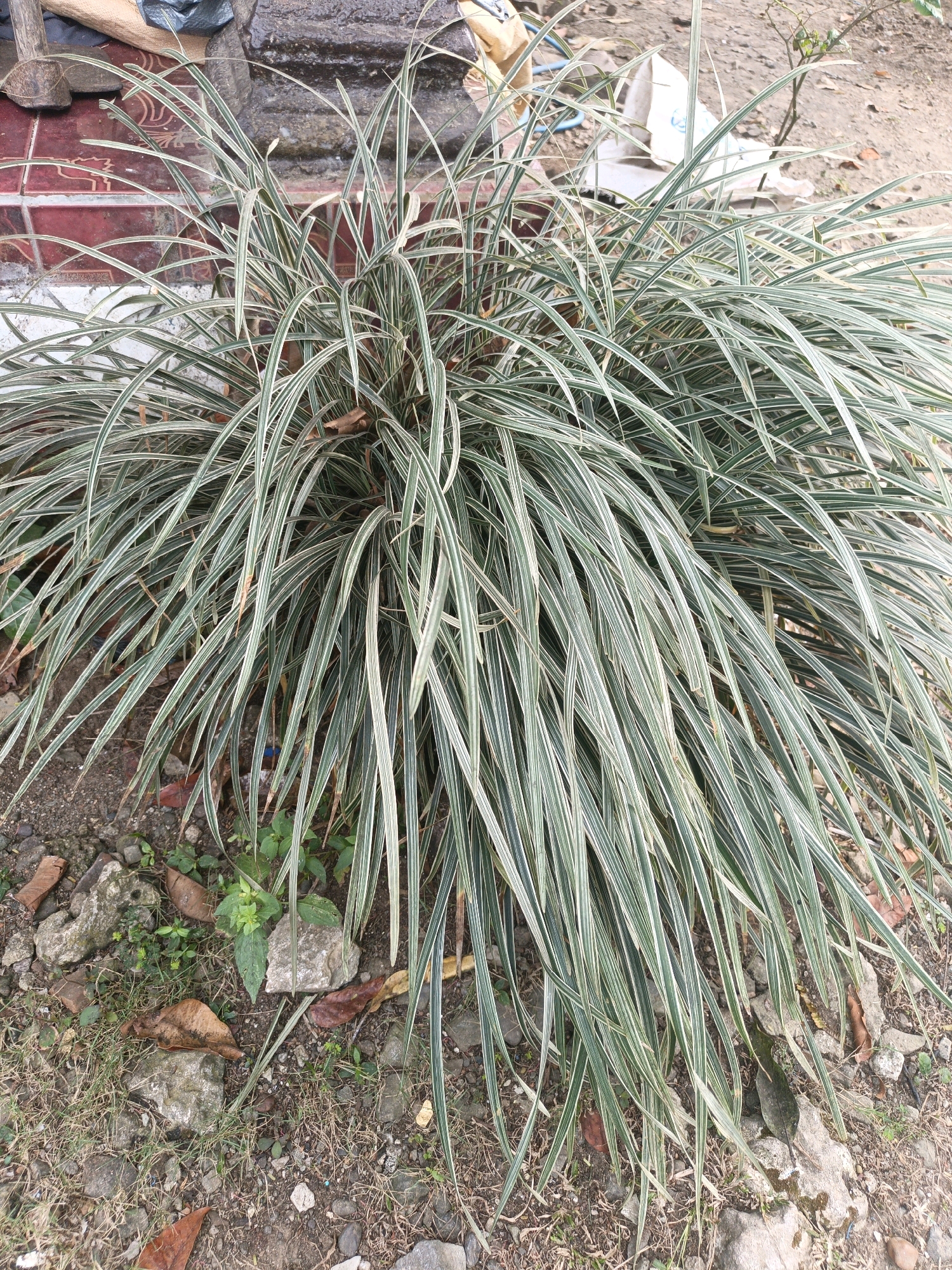 The image shows a clump of variegated ornamental grass with long, narrow leaves that are striped with green and white. The grass is growing outdoors, with its long leaves arching downwards and covering the ground. The ground is covered with dirt, small rocks, dry leaves, and some patches of green weeds. In the background, there is a red and white tiled wall or structure, and behind that, some blurry white plastic bags and other objects. The scene appears to be in a semi-urban or rural outdoor setting, potentially a garden or yard in Sidomukti, Indonesia, given the context. There are no people or animals visible in the image.
