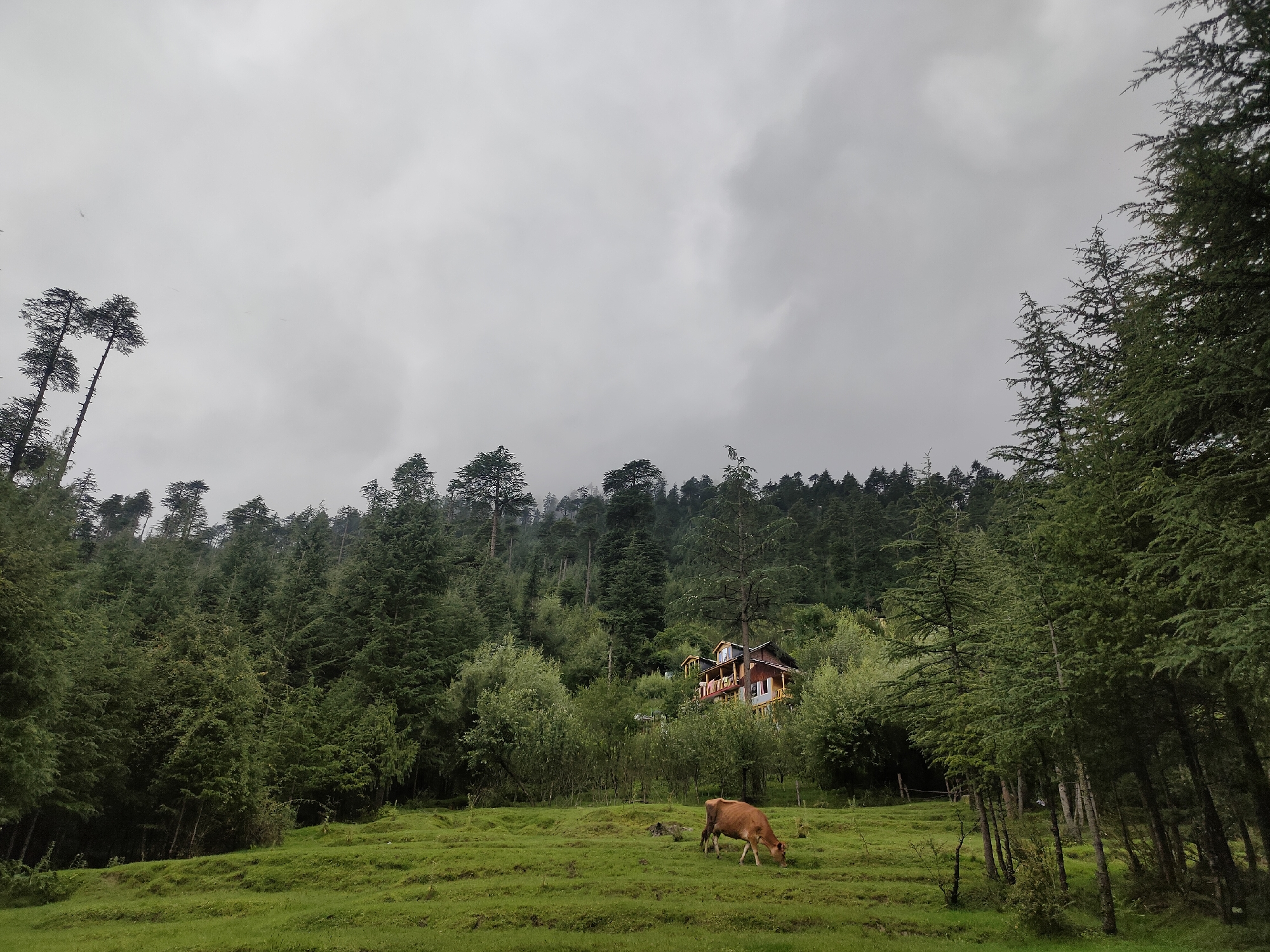 The image depicts a verdant hillside in Manali, India, under a cloudy sky. A light brown cow grazes in a lush green meadow in the foreground. Behind the meadow, a dense forest of pine trees covers the slope, with a wooden house nestled among the trees on the hillside. The house features multiple balconies and a reddish-brown roof, indicating it is likely a residential structure. The overall scene is tranquil and natural, characteristic of the mountainous region of Manali.