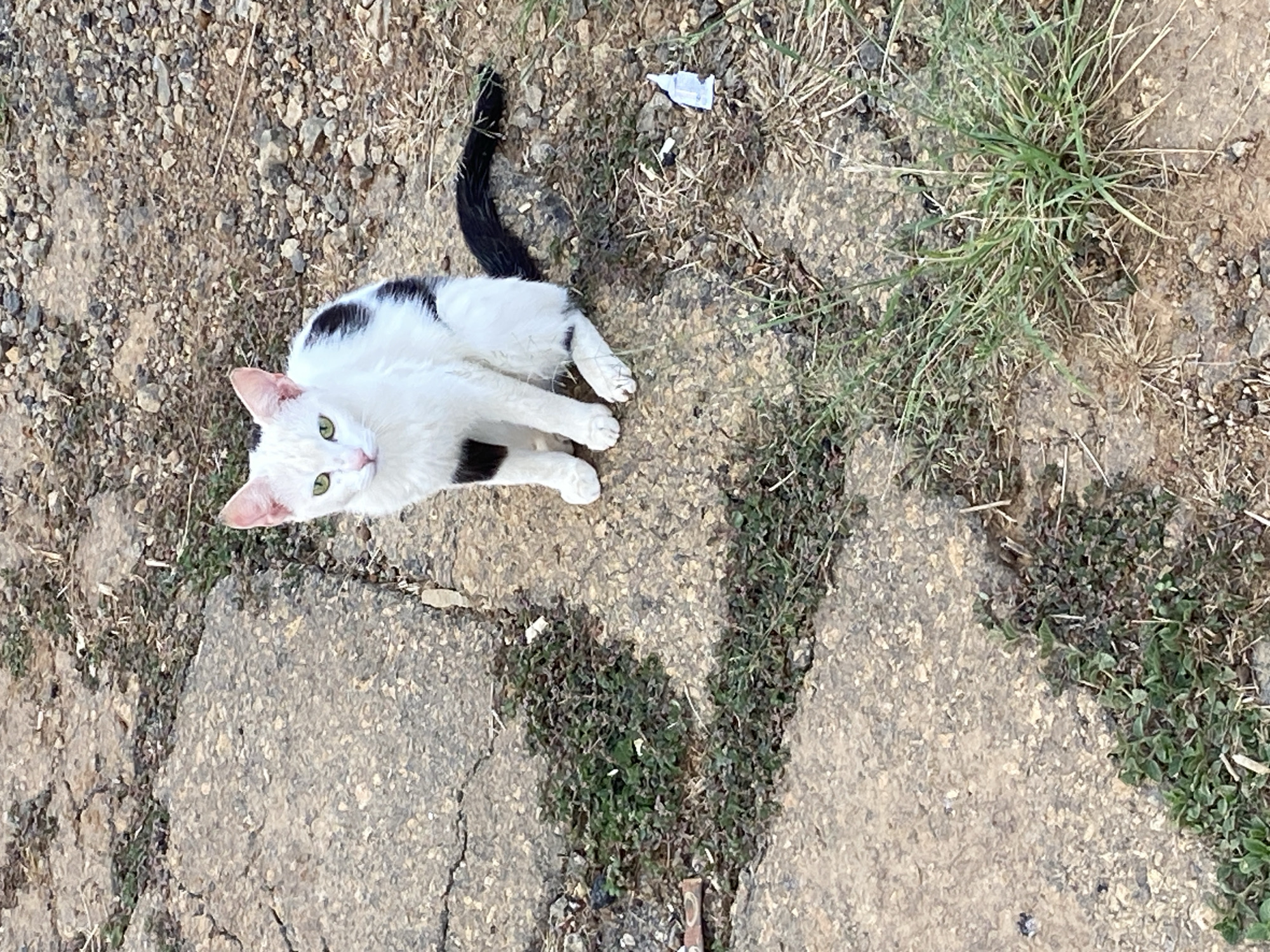 The image shows a white cat with black markings lying on a cracked concrete surface with patches of grass and dirt. The cat has a black tail, green eyes, and pink ears. It appears to be looking up at the camera. The background includes dry grass, small rocks, and patches of green vegetation. The scene suggests a rural or semi-rural environment. The location of Jos, Nigeria is unconfirmed.