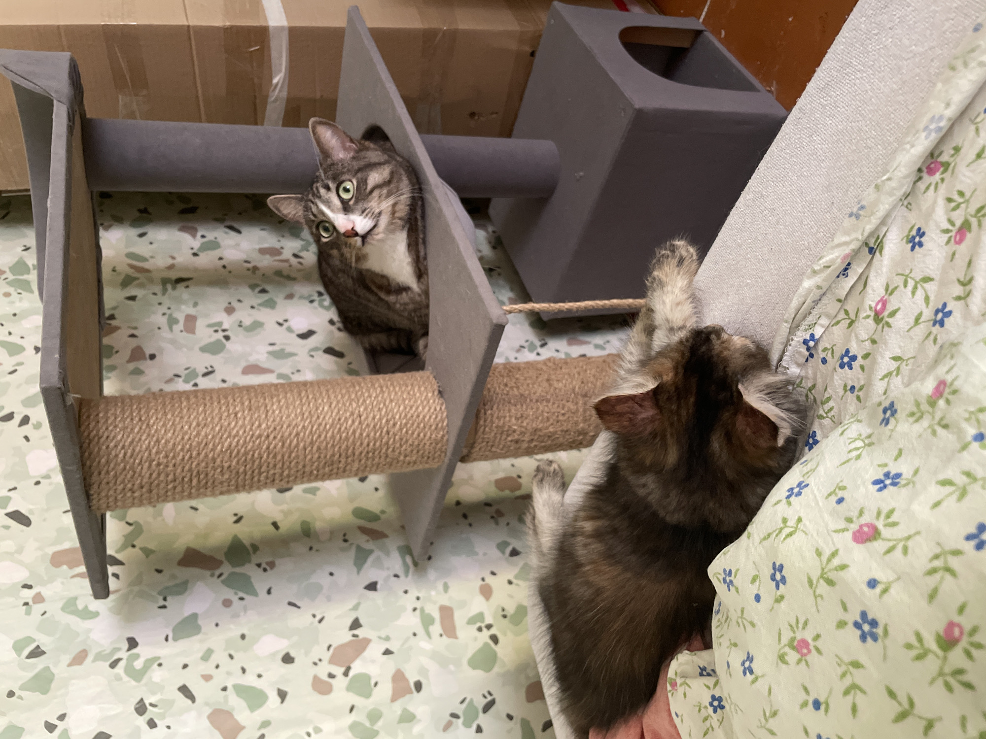 A cat tree is positioned against a wall with a patterned wallpaper. On the top level of the cat tree, a tabby cat with white and green eyes is lying down and looking upwards. Below, on a sofa or bed, a long-haired calico cat is sleeping peacefully, curled up on a floral patterned blanket. The environment appears to be indoors, possibly a living room or bedroom.