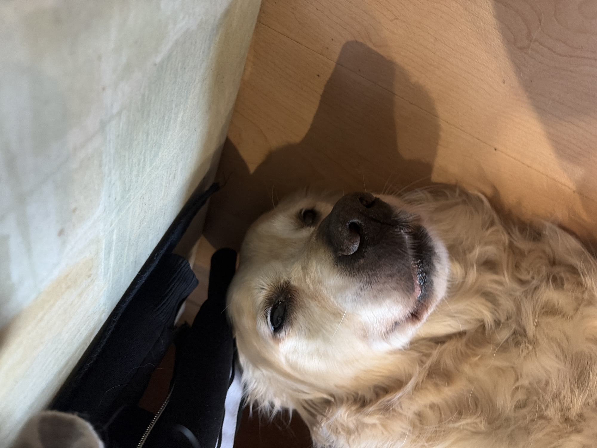 A golden retriever is lying on a wooden floor, its head turned toward the viewer. The dog is next to a white surface, possibly a wall or piece of furniture, and a dark object, potentially clothing, is partially visible beside the dog. The environment appears to be indoors. The city is unknown, and the location is unspecified.