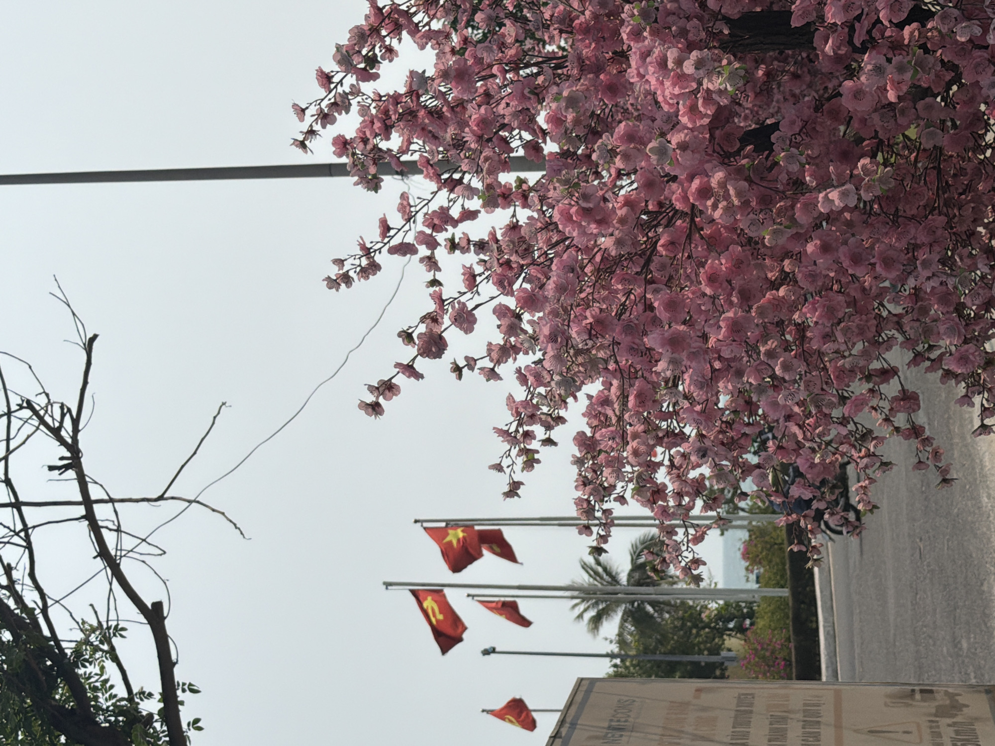 The image shows a street scene in Đà Nẵng, Vietnam. In the foreground, there are artificial pink cherry blossom branches obscuring the top right of the frame. To the left, there is a barren tree. In the midground, there are several Vietnamese flags waving on poles. Behind the flags, there are palm trees and a glimpse of the ocean. The sky is overcast. A section of a sign, with Vietnamese writing, is visible at the bottom of the frame. A road is visible to the right, with a person on a motorbike slightly blurred in motion.