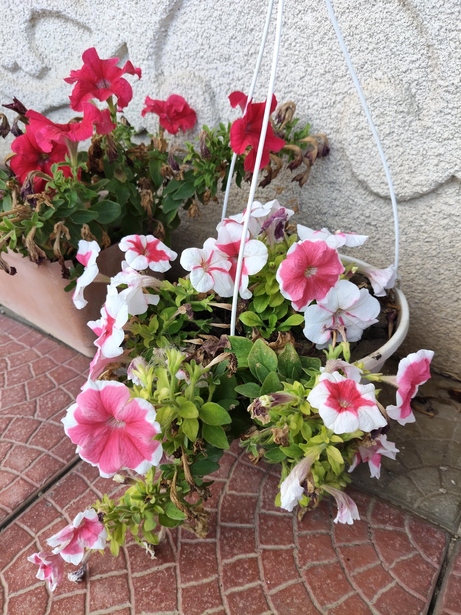 Two hanging planters filled with petunias are shown. The planter on the left contains red petunias, while the planter on the right contains pink and white petunias. The planters are hanging in front of a textured, light-colored wall. The ground in front of the planters is paved with reddish-brown brick tiles arranged in a grid pattern. Some of the flowers appear to be wilting.