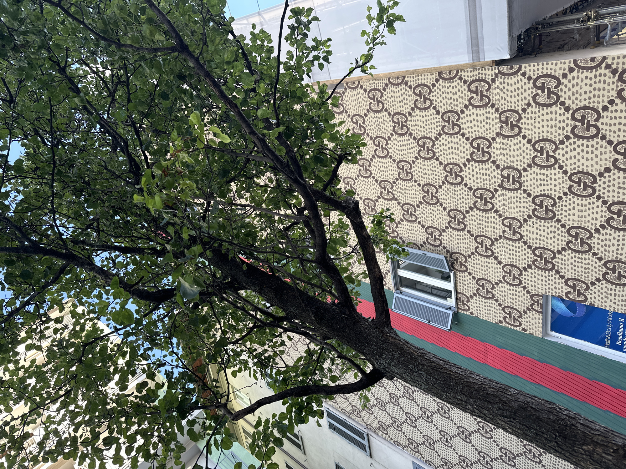 Here is a description of the image.
The image captures an upward view of a tree with dense green foliage, obscuring much of the sky. The tree stands in front of a building facade adorned with a repeating Gucci logo pattern in brown and beige. A green stripe with red accents runs horizontally across the building's exterior, intersecting with a window featuring open shutters. The building also displays commercial advertisements. The photograph appears to be taken from a low angle, emphasizing the height and scale of the tree and the building.
The location is the Galleria Vittorio Emanuele II in Milan, Italy.