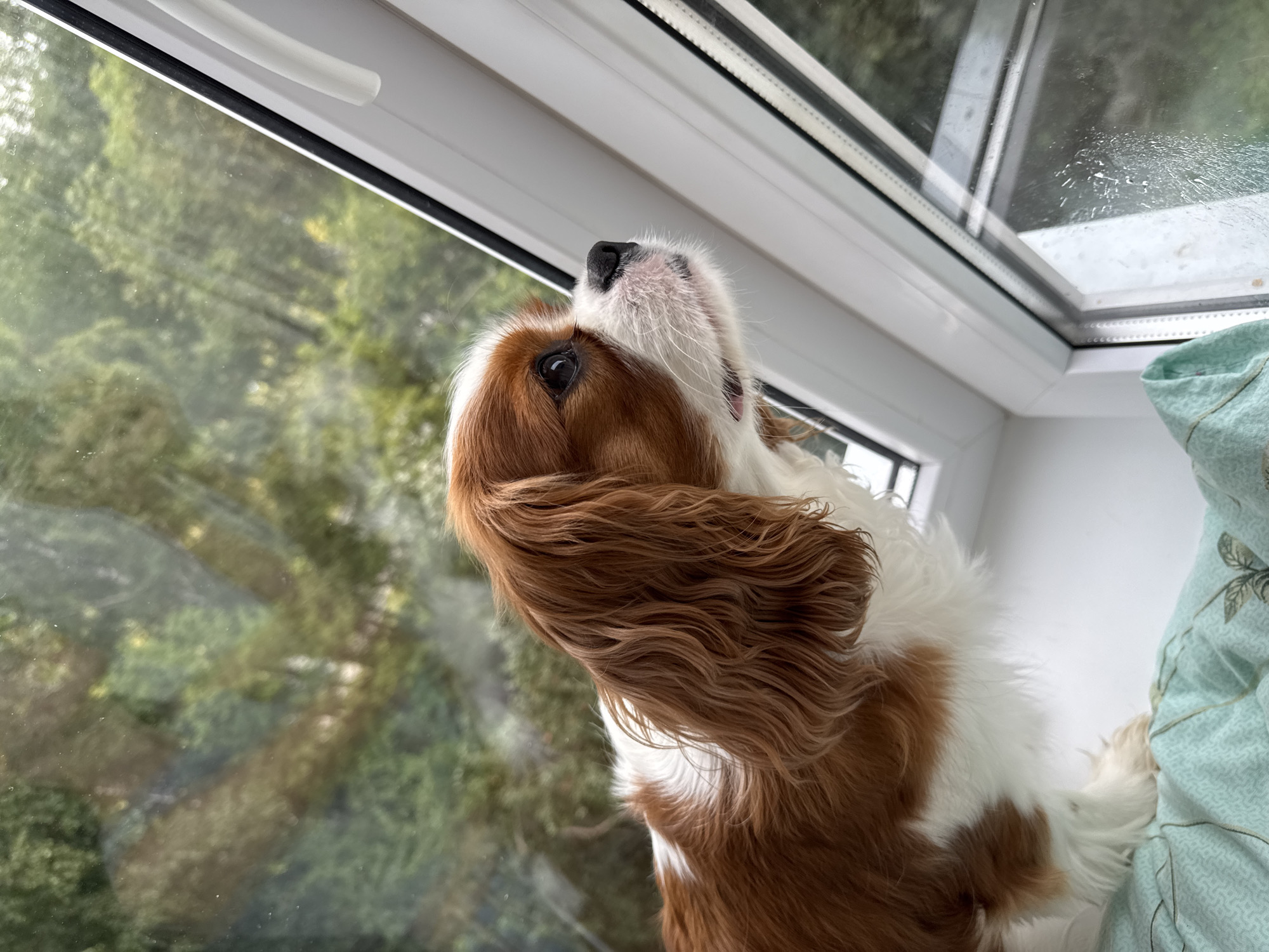 A Cavalier King Charles Spaniel dog with brown and white fur looks out a window. The dog's head and upper body are visible, with its gaze directed to the right. The background outside the window is blurry, showing green foliage and trees. The dog is positioned on a white windowsill, which is covered in part by a light blue patterned cloth. The window frame is white, with a black rubber seal. The scene appears to be indoors, looking out onto an outdoor environment.