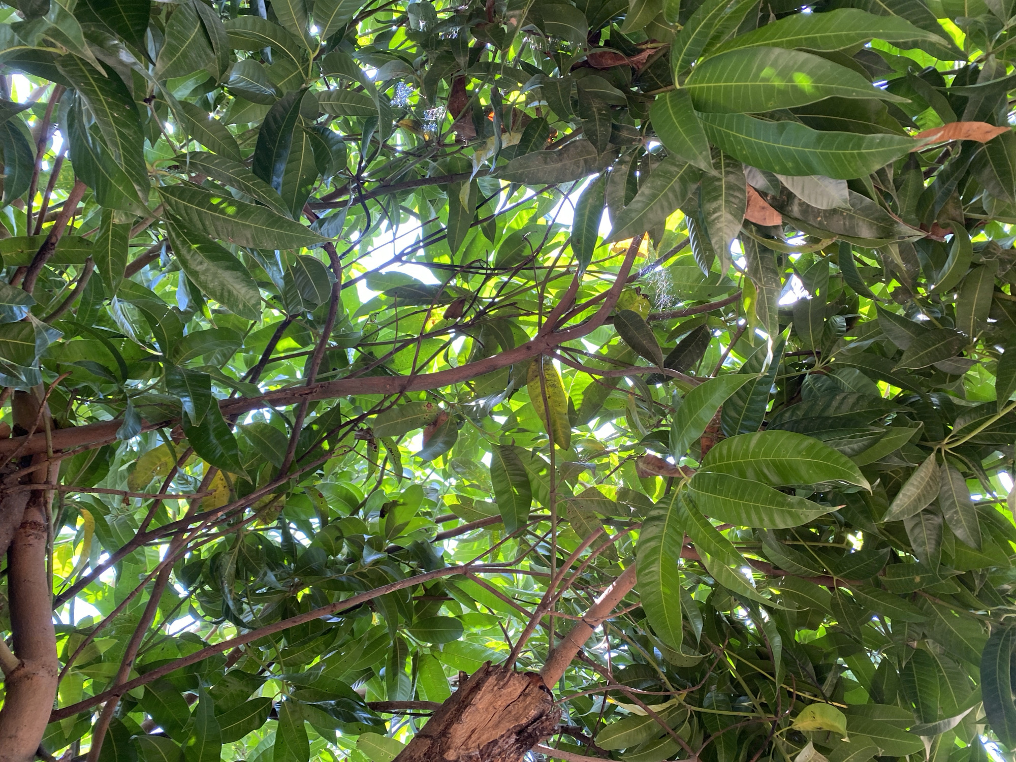 The image shows a dense canopy of green mango leaves and branches, viewed from below. Sunlight filters through the leaves, creating bright patches and shadows. The branches are a mix of brown and reddish-brown. Some of the leaves are a lighter green, possibly indicating younger growth or light exposure, while others are darker and more mature. There is no indication of people, animals, or specific structures. The scene appears to be outdoors in a natural setting, consistent with a mango tree found in a city like Daniel, Nigeria.
