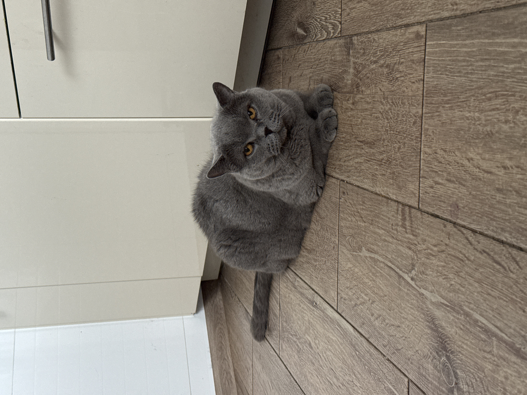 A grey British Shorthair cat is lying on a wooden floor in what appears to be a kitchen or a room with cabinetry. The cat is facing the camera with its front paws tucked underneath its body. Its eyes are a striking amber color. The floor is made of planks with a visible wood grain pattern. In the background, there are light-colored cabinets, one with a silver handle. The environment suggests an indoor domestic setting. The location is not specified in the image.