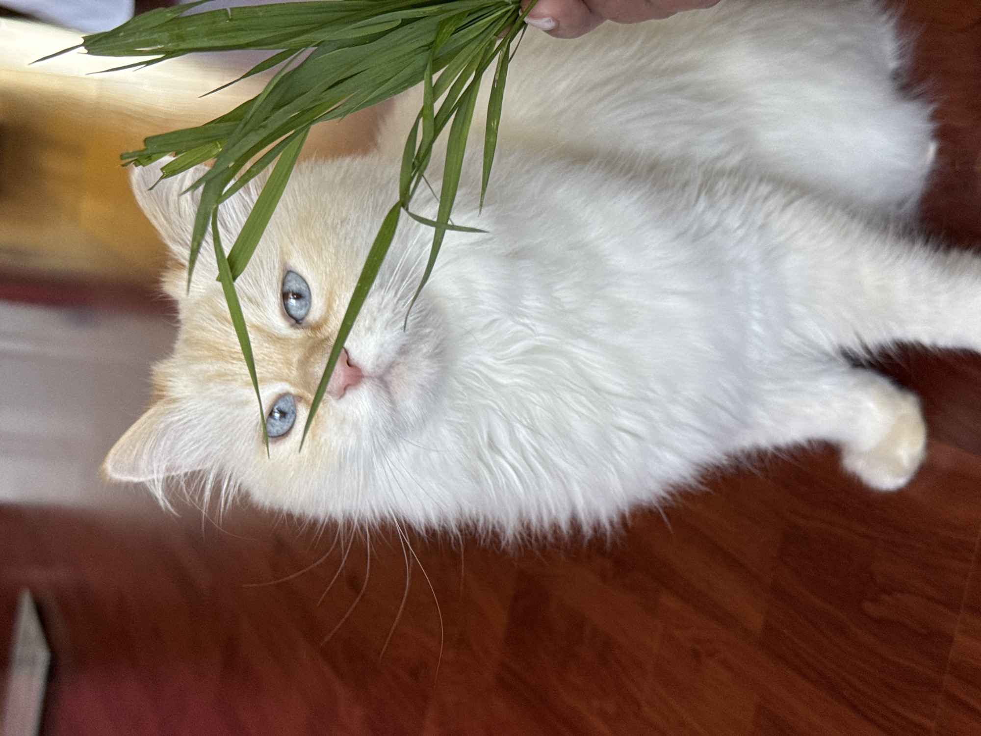 This image, taken in Chaikovsky, Russia, presents a close-up, slightly tilted view of a fluffy white cat interacting with a bundle of green grass. The cat, predominantly white with long fur, features light orange-cream coloration on its head and around its ears. Its most striking features are its bright blue eyes and small pink nose. The cat is lying on a reddish-brown wooden floor, looking upwards with a curious and engaged expression at the grass.
A human hand, with a light skin tone, holds the fresh green blades of grass just above the cat's head, appearing to offer it to the feline. The interaction suggests a playful or affectionate moment between the cat and its owner. The background is softly out of focus, indicating an indoor setting with ambient lighting. No specific time of day or weather conditions can be determined, and there is no visible text.