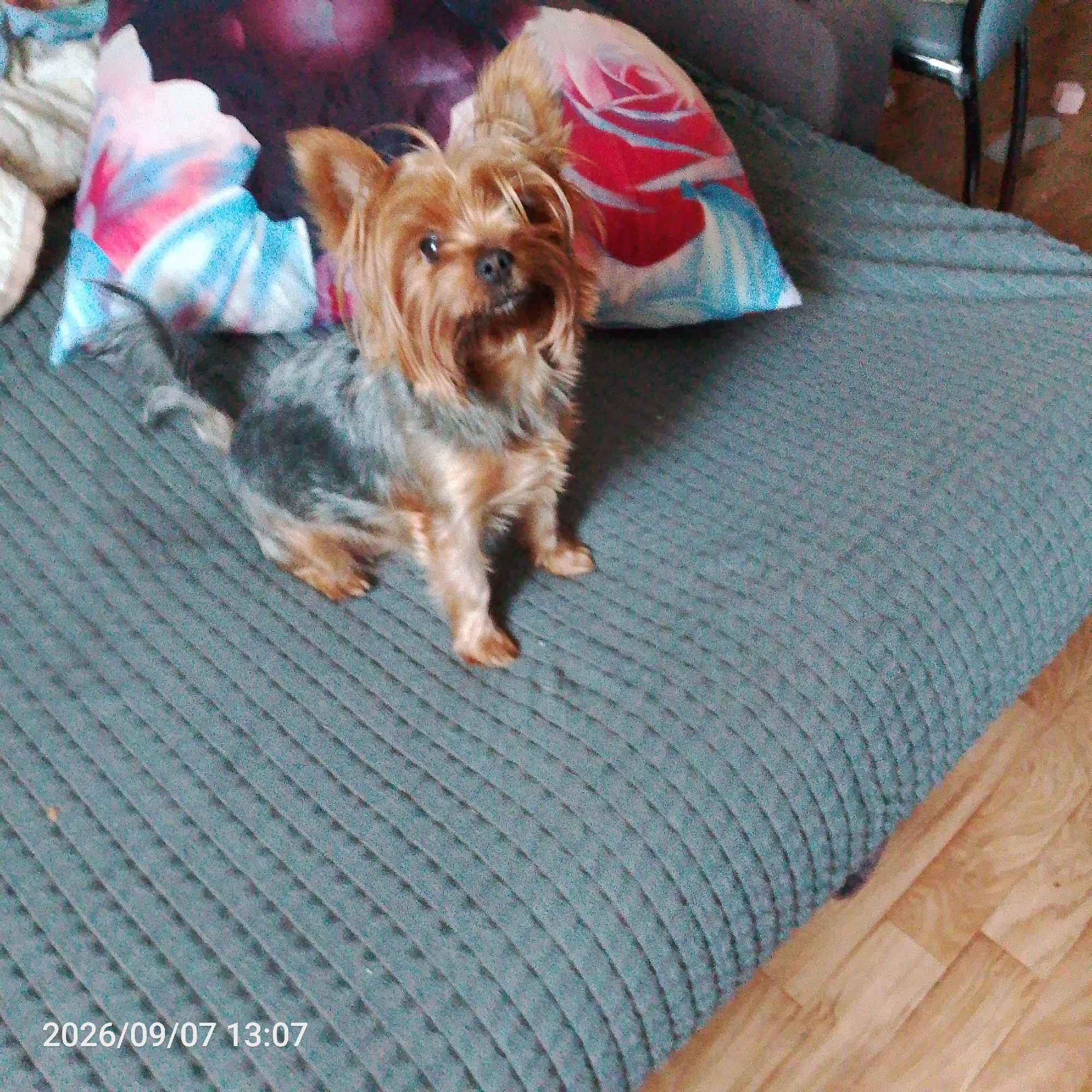 A Yorkshire Terrier dog sits on a textured gray sofa with two decorative pillows behind it. The pillows have abstract designs in pink, blue, and white. The dog is facing the camera, with its mouth slightly open and its tail wagging. The sofa is placed on a wooden floor. A timestamp in the bottom left corner of the image reads "2026/09/07 13:07."
