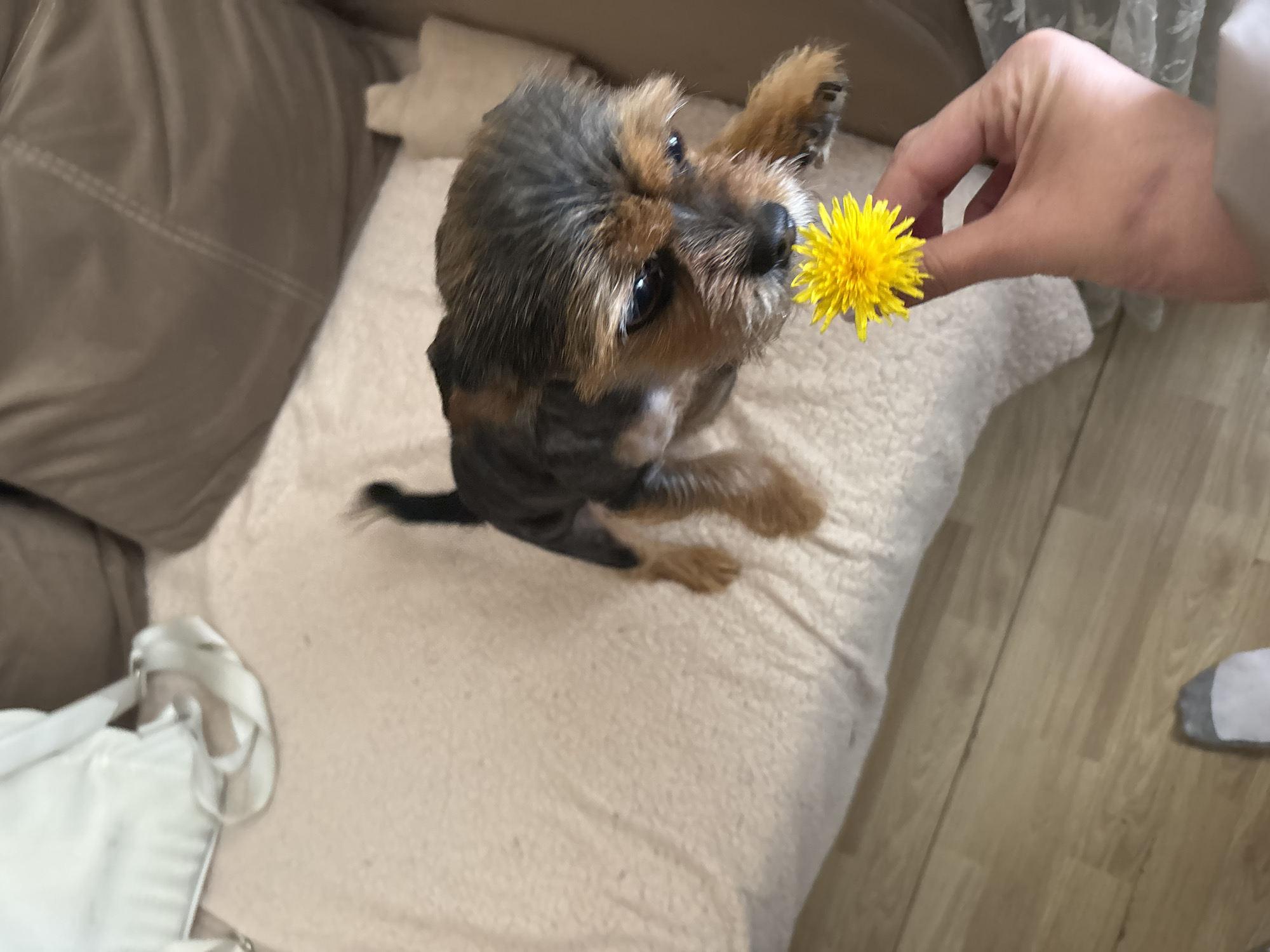 A small brown and black Yorkshire Terrier dog is sitting on a beige cushion on a sofa. A person's hand is holding a yellow dandelion flower close to the dog's nose. The dog is looking at the flower. A white shopping bag is on the sofa near the cushion. The flooring is light brown wood. A person's foot wearing a gray sock is visible near the edge of the frame. The scene appears to be indoors. There is no explicit evidence indicating the location is Sochi, Russia.
