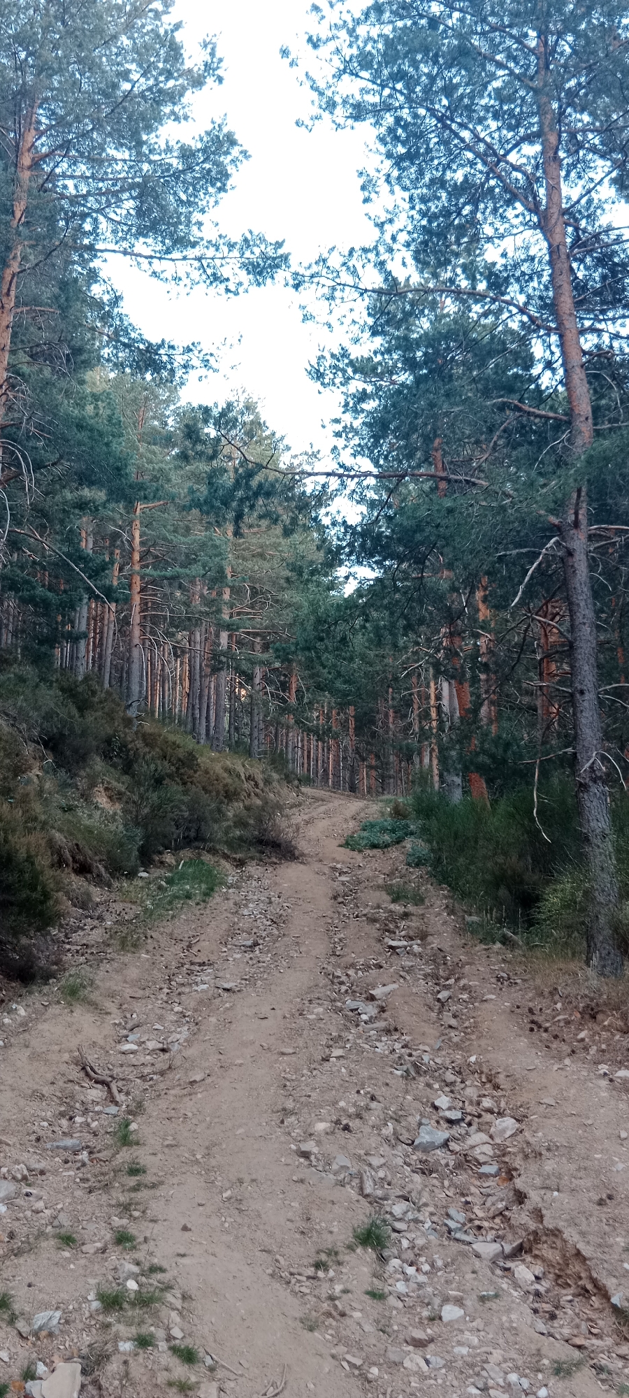 The image depicts an uphill dirt road winding through a dense pine forest. The road is covered with loose stones and sand. Tall pine trees with thin trunks dominate the landscape, with their branches forming a canopy overhead. The ground on either side of the road is covered with sparse vegetation and underbrush. The sky is visible through the tree branches and appears overcast. The overall impression is a natural, somewhat rugged outdoor setting, possibly a hiking trail or a forest service road. The scene is devoid of any human presence or artificial structures, suggesting a remote or wild area within the city of Cerezo de Arriba, Spain.