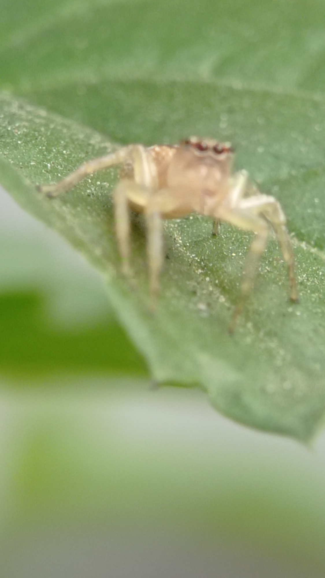 A close-up, macro photograph captures a small, light-brown spider on a fuzzy green leaf. The spider, positioned in the center of the frame, has eight legs, all visible and splayed out. Its body is segmented, with a distinct cephalothorax and abdomen. The leaf appears to be dusty, with small particles scattered across its surface, and the background is a soft blur of green. The image was taken in Bedali, Indonesia.