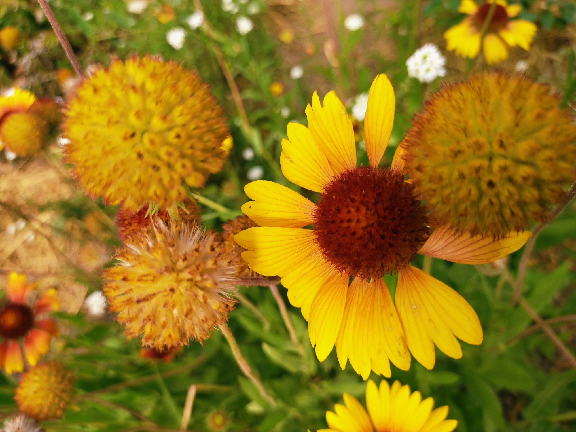 The image shows a close-up of a field of yellow and brown flowers, possibly Gaillardia, in an outdoor setting. The flowers are in various stages of bloom and decay, with some appearing fully bloomed with vibrant yellow petals and dark brown centers, while others are more spherical and appear to be seed heads or spent flowers with spiky textures. The background consists of blurred green foliage and hints of white flowers, suggesting a natural environment. The lighting is natural and appears to be daytime, casting soft shadows. There are no people or man-made objects visible in the image. The scene evokes a sense of nature and the changing seasons. Without additional information, it is impossible to definitively place this image in Horishni Plavni, Ukraine.