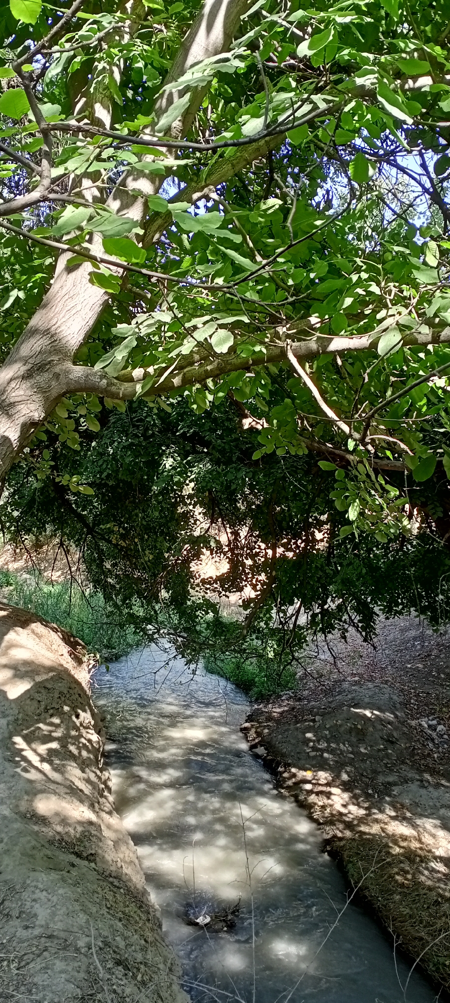 A stream flows through a natural setting in Sokuluk, Kyrgyzstan, under the dappled shade of a large tree. The water appears murky and shallow, with a muddy bottom visible in places. The banks of the stream are lined with dry earth and sparse vegetation. Overhanging branches of the tree, laden with green leaves, create a canopy that casts shadows on the water and the surrounding ground. The sunlight filters through the leaves, illuminating parts of the scene and creating a textured interplay of light and shadow. The image captures a tranquil, undeveloped outdoor environment.