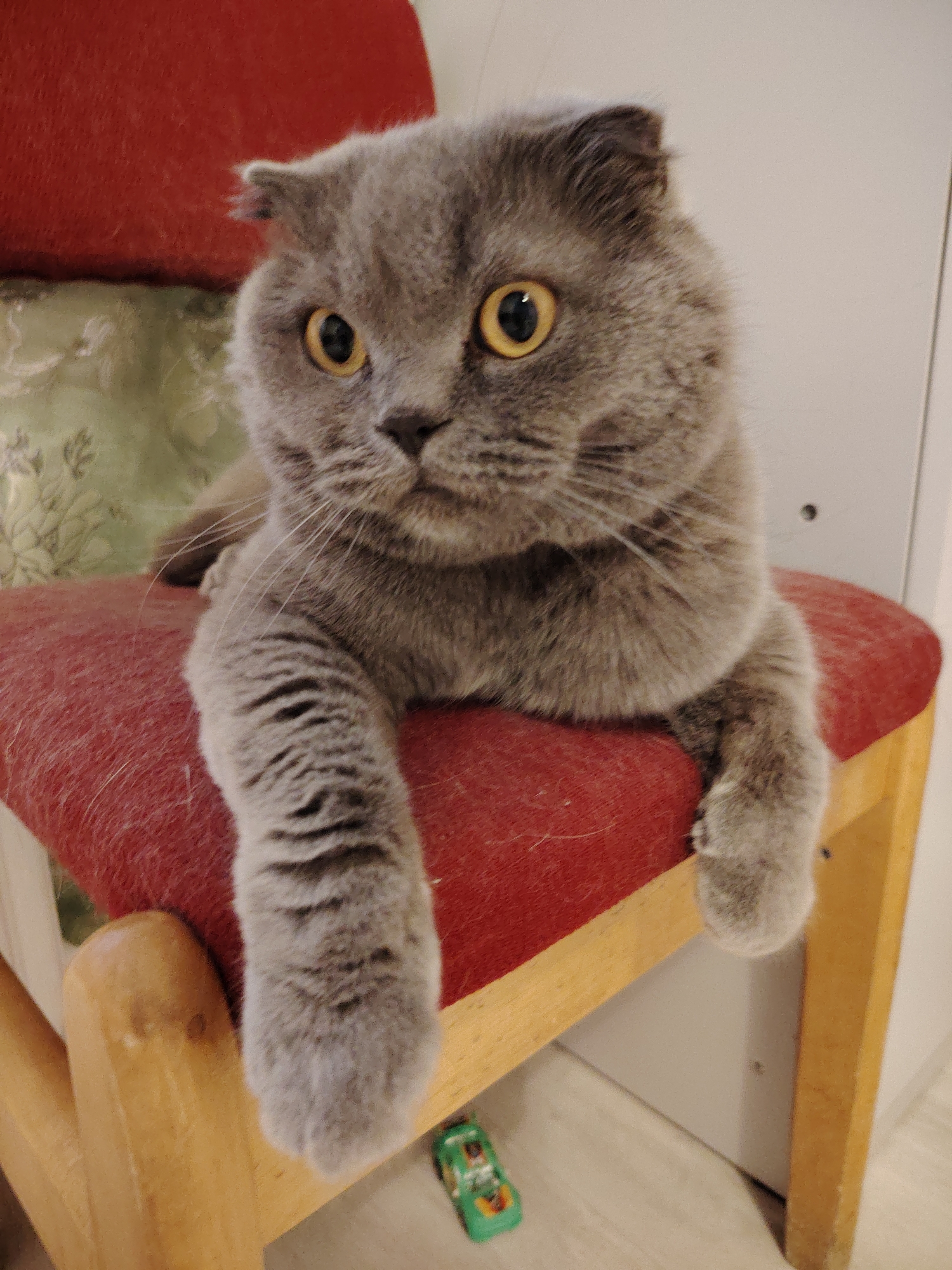 A gray Scottish Fold cat sits on a red chair. A green toy car rests on the floor below the chair. The location is Марковский, Russia.