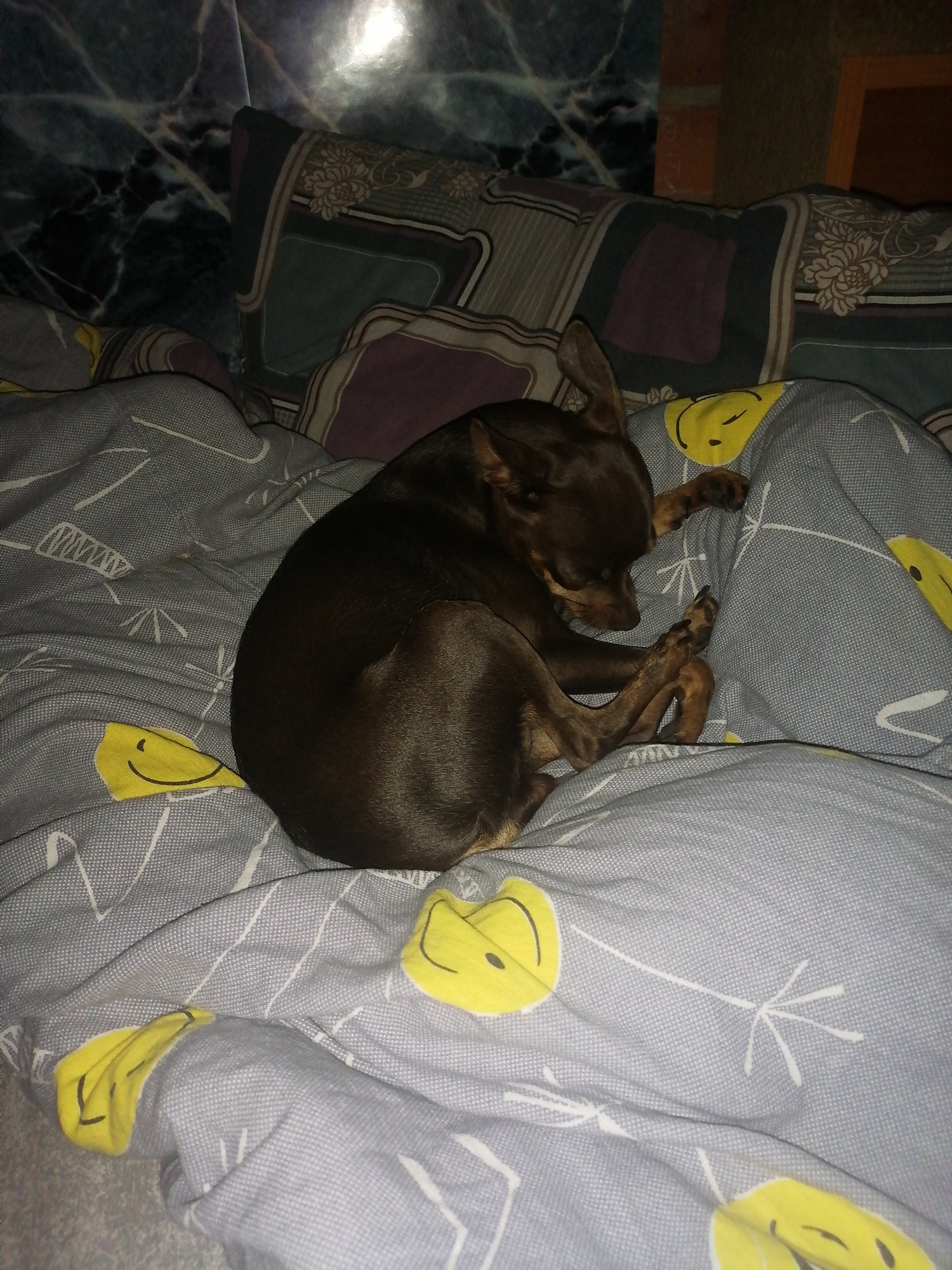 A small brown dog is curled up asleep on a bed covered with gray bedding featuring a pattern of yellow smiley faces and white dandelion-like drawings. The dog's body is tucked in, with its head resting on its paws. The background shows pillows with patterned covers and a marbled wall. The image appears to be taken indoors, likely in a residential setting. The location is not specified in the image data.