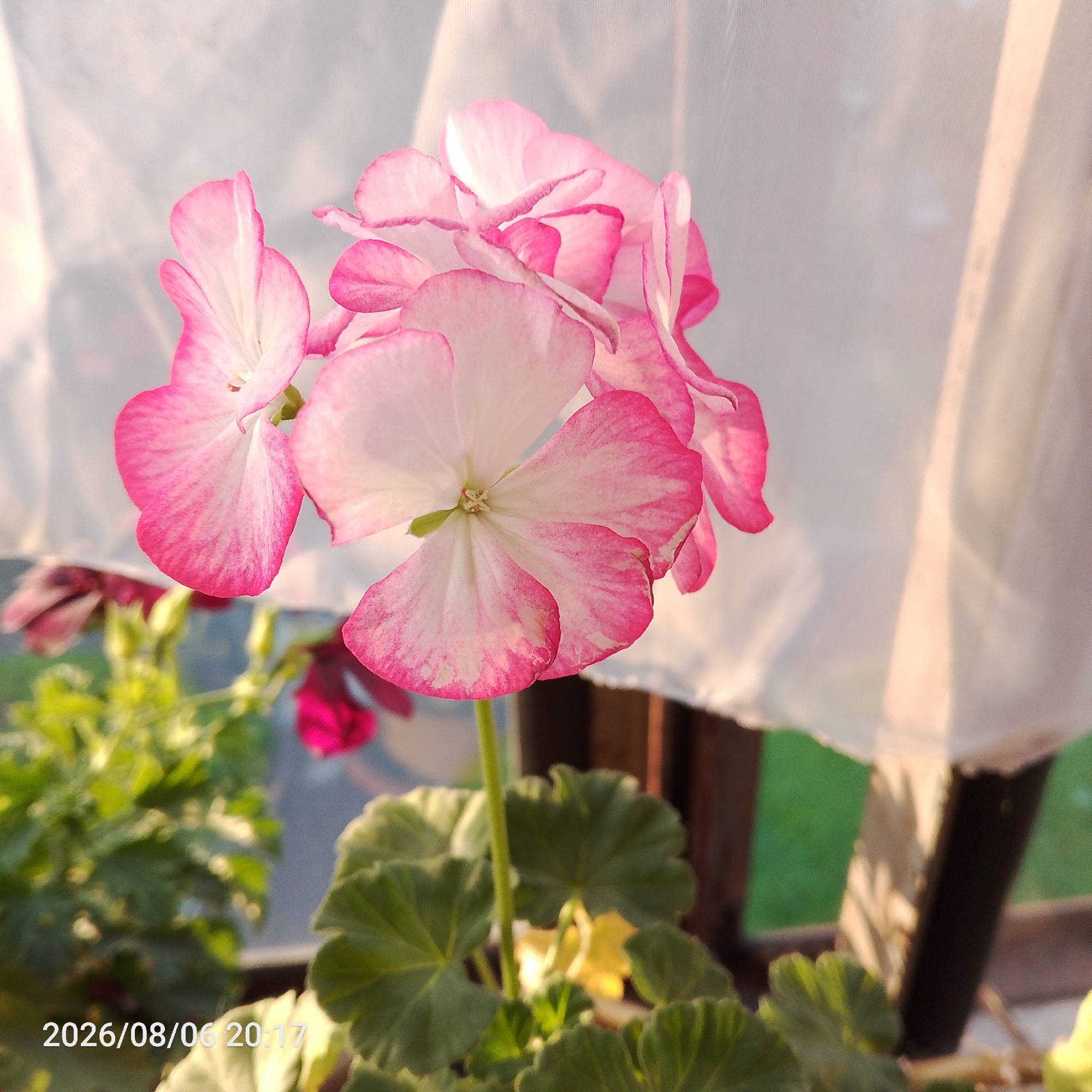 A close-up shot captures a cluster of pink and white geranium flowers in bloom, with soft white curtains in the background. The flowers are the main subject, their delicate petals appearing to glow in the soft light. The petals are edged with a vibrant pink, fading to white in the center, with visible veins creating a delicate pattern. Some of the petals are curled and layered, creating depth and texture. In the background, blurred green foliage and darker, out-of-focus flowers are visible, suggesting other plants nearby. A thin layer of white fabric, possibly a sheer curtain, hangs behind the flowers, diffusing the light and casting gentle shadows. The bottom of the image shows large, green, lobed geranium leaves. A timestamp, "2026/08/06 20:17", is present in the lower left corner. The scene appears to be set outdoors, perhaps on a balcony or near a window.