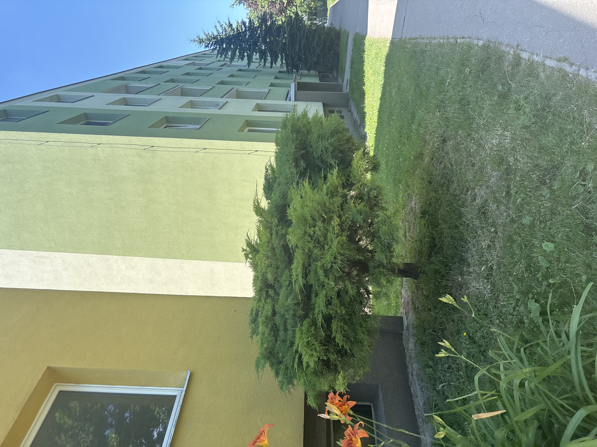 This is a medium-shot, eye-level, outdoor photograph taken on a sunny day in an urban setting. In the foreground, a well-maintained, dense, green evergreen bush is centered, casting a shadow on the neatly mown grass. To the left, the base of a yellow building is visible with a window and dark grey textured siding. Orange lily flowers are also present in the lower left corner. A paved walkway runs along the right side of the frame. Behind the bush, a tall, dark green evergreen tree stands beside a light green, multi-story apartment building. The building features multiple rows of rectangular windows. The sky above is clear and bright blue. The scene depicts the exterior of an apartment building and its surrounding greenery.