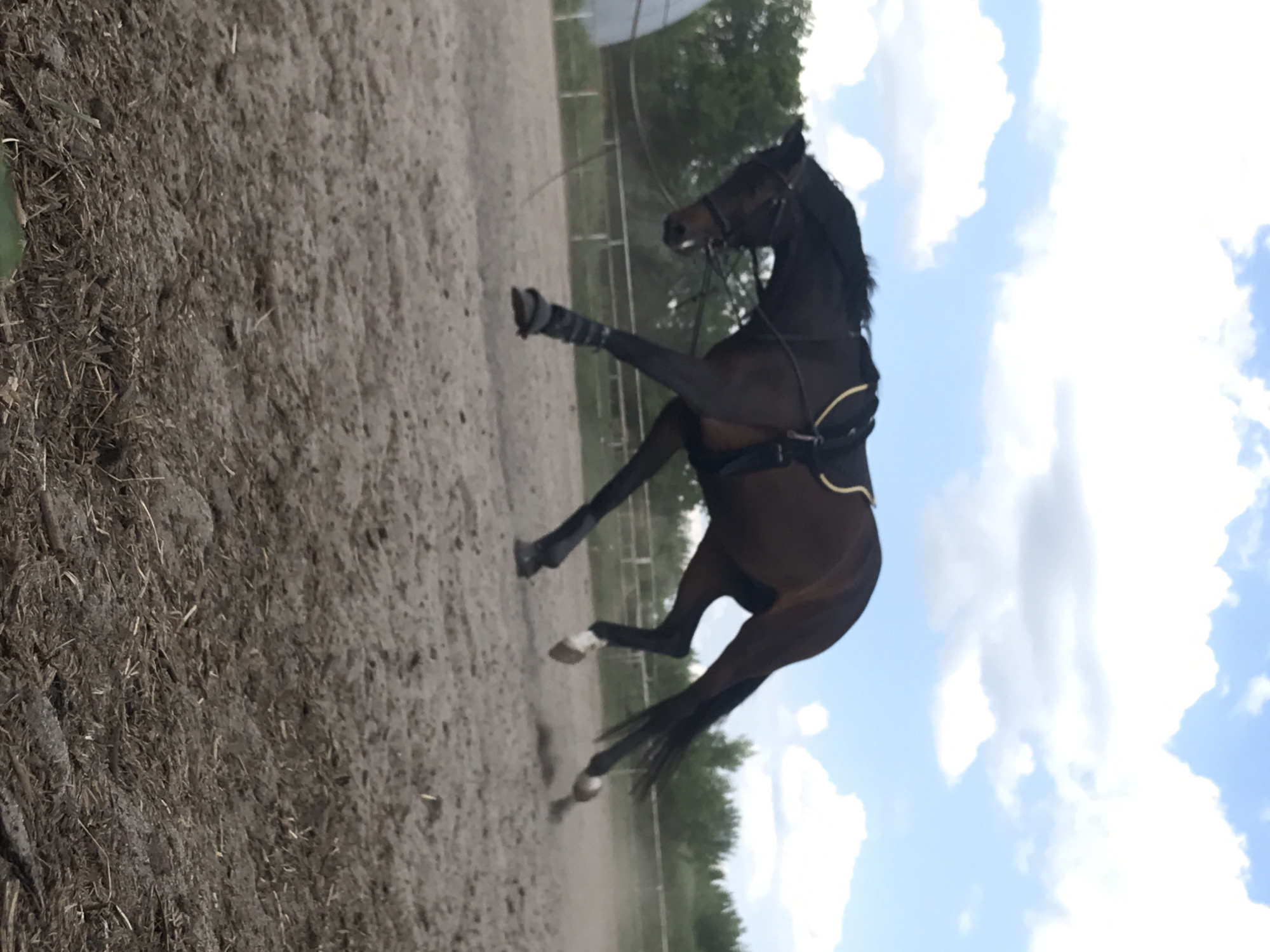 A dark brown horse is captured mid-stride in an outdoor equestrian arena. The horse is wearing a saddle and bridle, and its legs are wrapped with black bandages. The horse is kicking up dust as it runs, indicating speed and motion. The background features a fence, trees, and a cloudy blue sky. The ground of the arena is a sandy, dirt surface with some loose straw or hay scattered around. The image appears to be taken on a bright day with natural lighting. There are no people visible in the image. The location is not identifiable as Kharkiv, Ukraine.