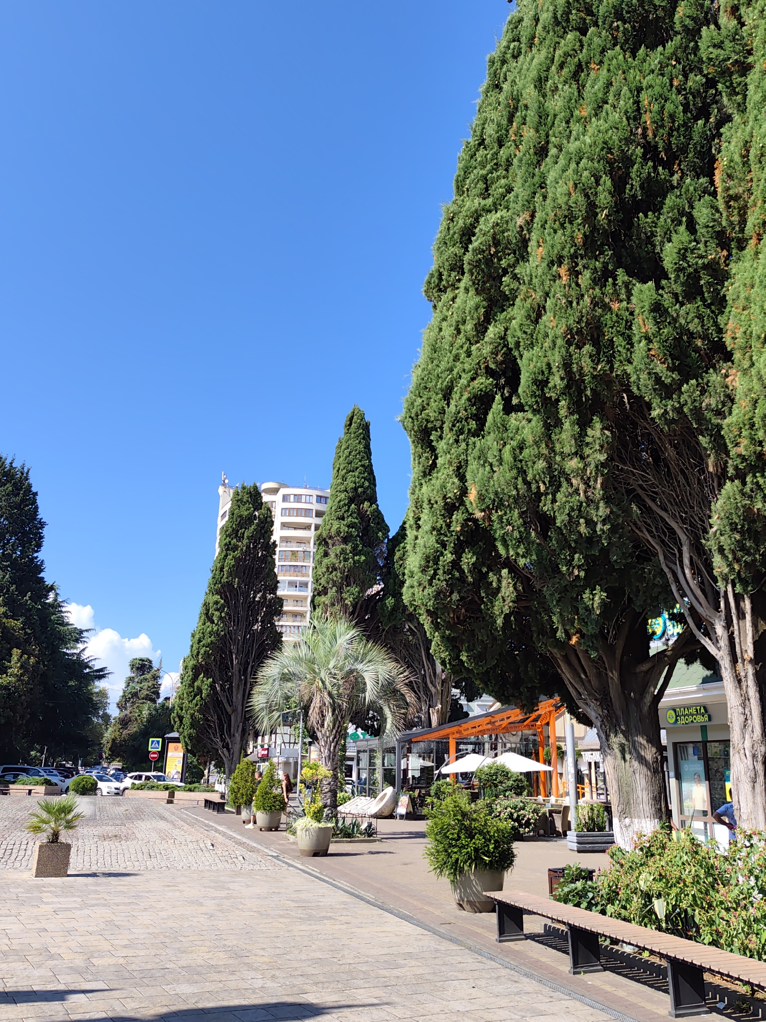 The image depicts a sun-drenched street scene in Sochi, Russia, likely a pedestrian promenade or boulevard. The foreground is paved with light-colored cobblestones, creating a textured pathway. To the right, a long, slatted wooden bench with black metal legs is positioned. Behind the bench, lush green bushes with small white and pink flowers are visible, some reaching up towards the dappled shade of mature trees.
Dominating the right side of the image is a massive cypress tree with dense green foliage. Its thick trunk is visible, and its branches extend upwards and outwards, creating a significant presence. Further back on the right, a building with a green roof and storefronts is partially obscured by trees and awnings. One storefront has a sign with Cyrillic text that reads "ПЛАНЕТА ЗДОРОВЬЯ" (Planet Health).
In the mid-ground, there is a covered outdoor seating area with orange framework and white umbrellas, suggesting a cafe or restaurant. Palm trees are interspersed with other greenery. Beyond this area, a tall, multi-story white building with numerous windows stands against a clear blue sky.
The left side of the image shows more trees, including tall cypress-like trees and other deciduous trees. A row of parked cars is visible on a street running parallel to the promenade, with a pedestrian crossing sign and an information board also present. A small palm tree in a rectangular planter is situated on the cobblestone pathway in the mid-left. The sky is a vibrant, cloudless blue, indicating a bright, sunny day. The overall impression is of a well-maintained, pleasant urban environment with significant natural elements.