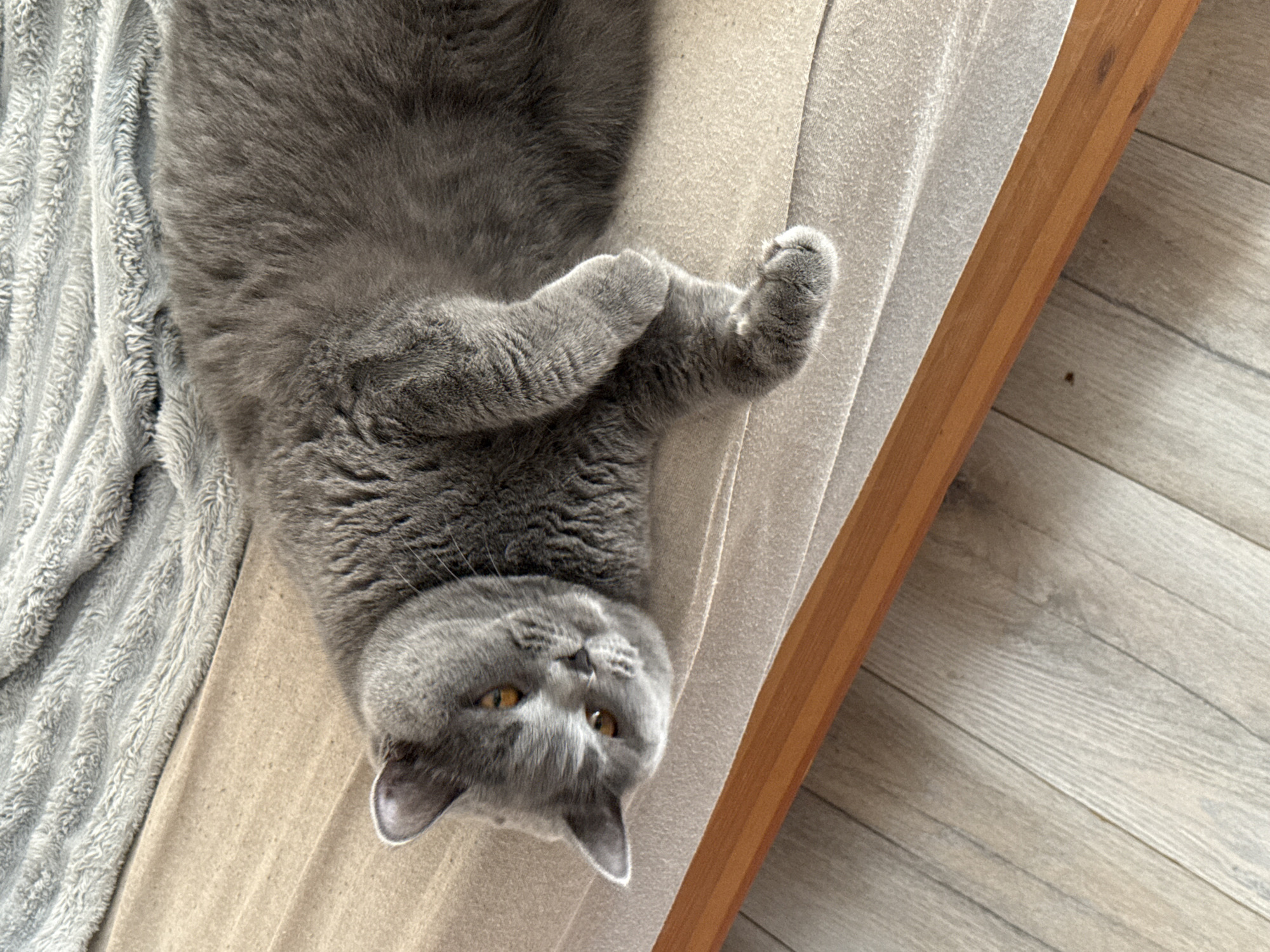 A grey British Shorthair cat is lying on its side on a padded surface next to a wooden frame. The cat has yellow eyes and is looking towards the camera. The background consists of a textured grey blanket and light-colored wooden flooring. There are no people present, and the scene appears to be indoors, possibly in a residential setting. There is no information about the location within Szczecin, Poland.