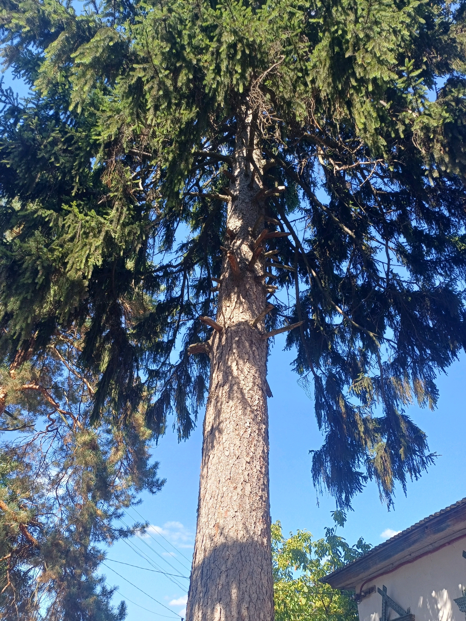 A low-angle outdoor photograph shows a tall coniferous tree with dense, dark green foliage against a clear blue sky. The rough, textured bark of the tree trunk is visible on the right side of the frame, with sunlight casting shadows. Branches laden with needles extend outwards and downwards, creating a canopy. Below and to the left of the main tree, another conifer with lighter green needles is partially visible. In the lower right corner, the top of a building with a tiled roof and white siding is seen. The overall setting suggests a bright, sunny day in Sulymivka, Ukraine.
