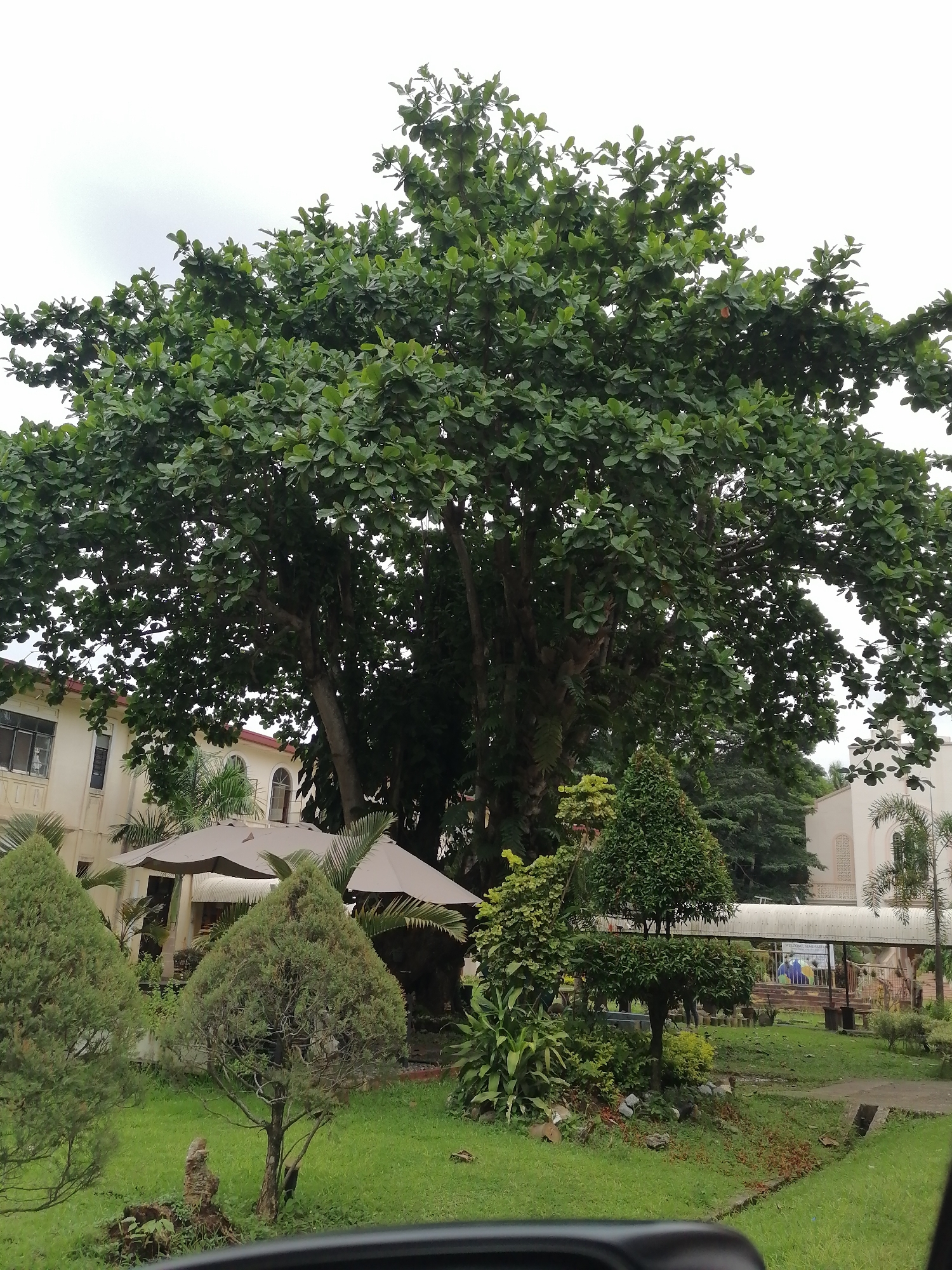 This media file captures a serene outdoor scene, likely a garden or courtyard, within Davao City, Philippines, under an overcast sky.
The primary subject is a massive tree with a broad, dense canopy of lush, dark green, somewhat rounded leaves, dominating the upper and central portions of the frame. Its thick trunk and branches are partially visible through the abundant foliage. Around this large tree and in the foreground, the ground is covered in well-maintained, vibrant green grass, interspersed with various smaller shrubs, bushes (some shaped conically), and other tropical plants.
Man-made structures include two light-colored buildings. One is on the left, featuring multiple rectangular windows and distinctive arched architectural details. Another building, with similar arched windows and textured wall patterns, is visible on the right, partially obscured by trees. Two large, light-beige outdoor umbrellas are positioned near the building on the left, providing shade. A covered walkway, possibly connecting two parts of a structure or serving as a sheltered path, stretches across the mid-ground on the right side of the image.
Faint figures of what appear to be people are visible underneath the covered walkway, suggesting some presence or activity, though their actions are indistinct. The time of day is not clearly indicated, but the uniformly light gray, overcast sky suggests a cloudy day rather than direct sunshine. The abundant, healthy greenery points to a humid, tropical climate. In the immediate bottom foreground, a dark edge, possibly part of a car dashboard or a low wall, is visible.
On a sign or banner located beneath the covered walkway, some text is partially legible. The word "DAVAO" is clearly visible, followed by what appears to be "MISSIONARY" on the line below.