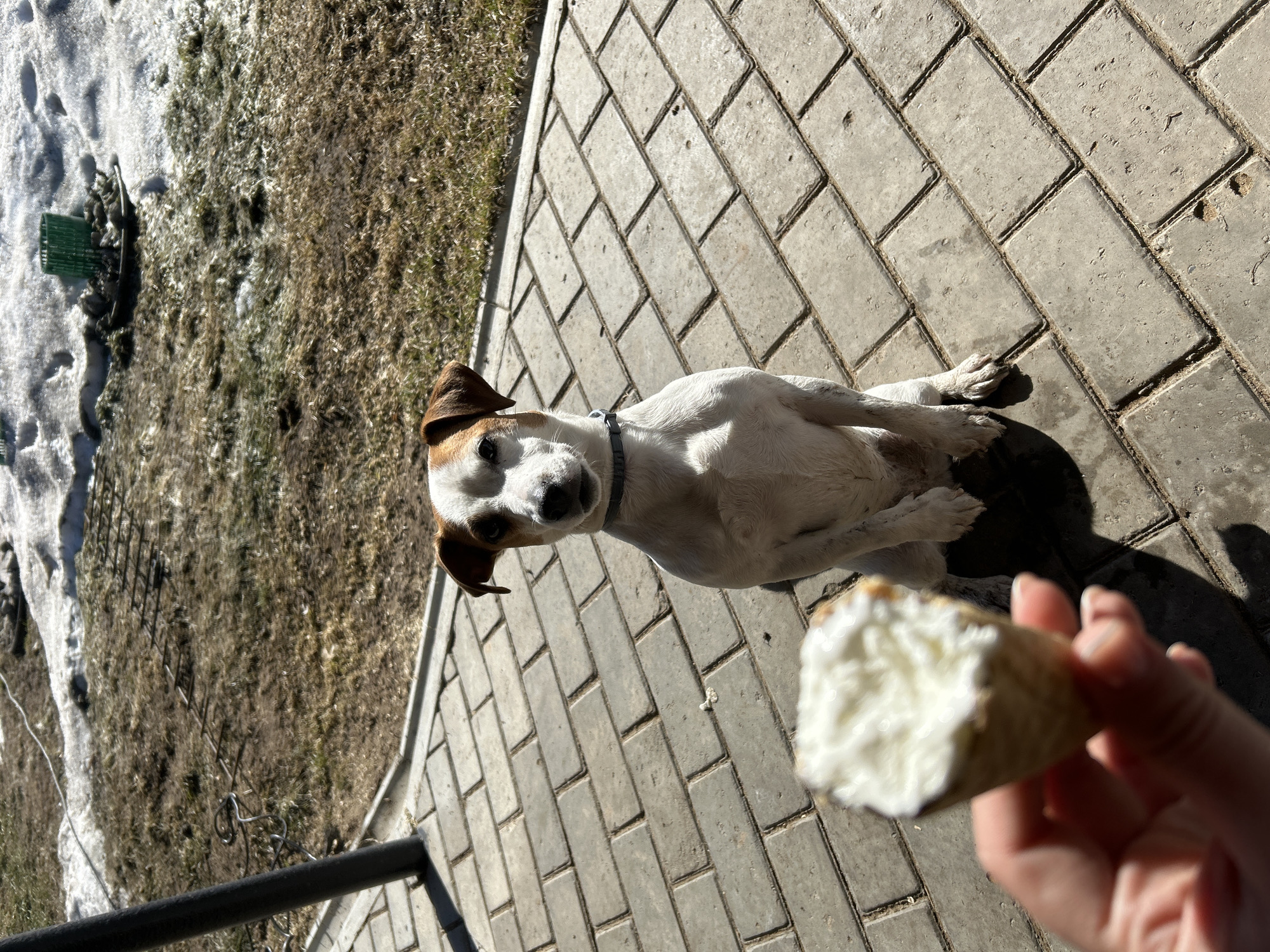 A medium shot captures a Jack Russell Terrier looking up at an ice cream cone held in someone's hand. The dog stands on a gray brick patio. To the left of the patio, there's a patch of grass with melting snow. A black metal railing is visible at the bottom left corner of the frame. The location is Уральское, Russia.