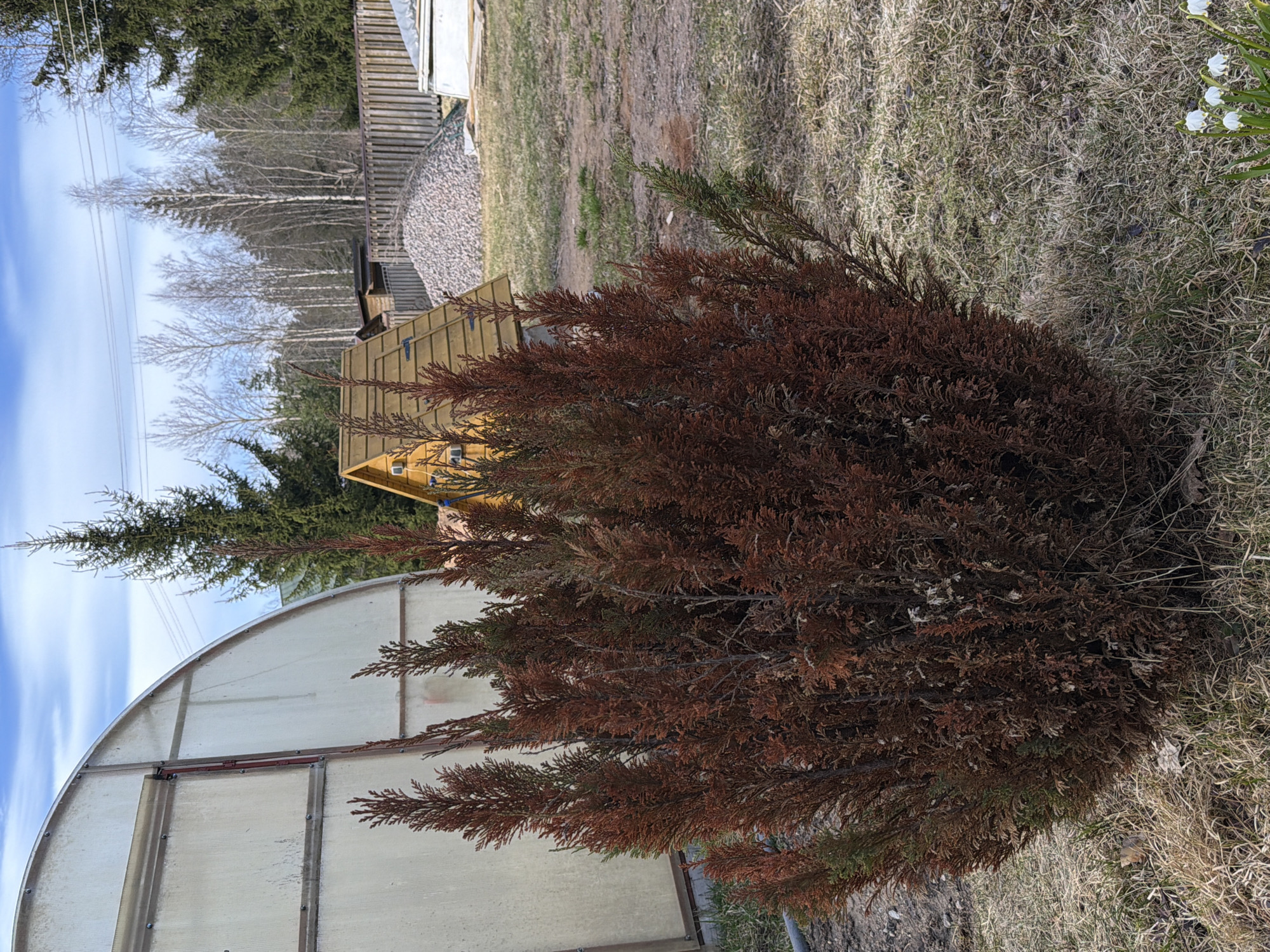 The image presents an outdoor scene, potentially in a rural or semi-rural setting. In the foreground, there's a large, primarily brown bush or shrub, possibly a conifer type. Some of its needles appear greener. To the left of the shrub is a semi-circular structure, possibly a greenhouse or a covered walkway. It has a transparent or translucent cover, likely made of plastic or a similar material.
In the background, there are trees, including what appear to be birch trees with bare branches, possibly indicating winter or early spring. Additionally, there is a small, yellow wooden structure, perhaps a shed or a storage unit. The background also includes a pile of gravel and possibly the corner of a building with siding.
The ground is covered in dry grass and dead vegetation, suggesting a season of dormancy or recent thaw. To the right, some white flowers are visible. The sky is visible in the upper portion of the image. Power lines run between some of the trees. The image seems to be taken at ground level, providing a perspective that emphasizes the foreground objects.
The location, Starosel'e, Russia, cannot be determined from visual information within the image.