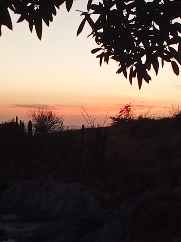 The image depicts an outdoor twilight scene, likely a sunset, in Juan Griego, Venezuela. The upper two-thirds of the frame show a sky transitioning from a pale yellowish-orange at the top to more intense orange and pink hues along the horizon. Faint, elongated clouds are visible in the mid-sky. The foreground, occupying the lower two-thirds of the image, is rendered in deep silhouette. Overhead, the dark, irregular outlines of broad leaves and branches from a tree frame the top corners. Below this, the landscape features several tall, columnar cacti visible on the left side, alongside various bare-branched shrubs and small trees. One shrub in the mid-right section exhibits a subtle reddish highlight. The ground at the very bottom is dark and indistinct, suggesting uneven terrain. No people, animals, or prominent man-made structures are visible.