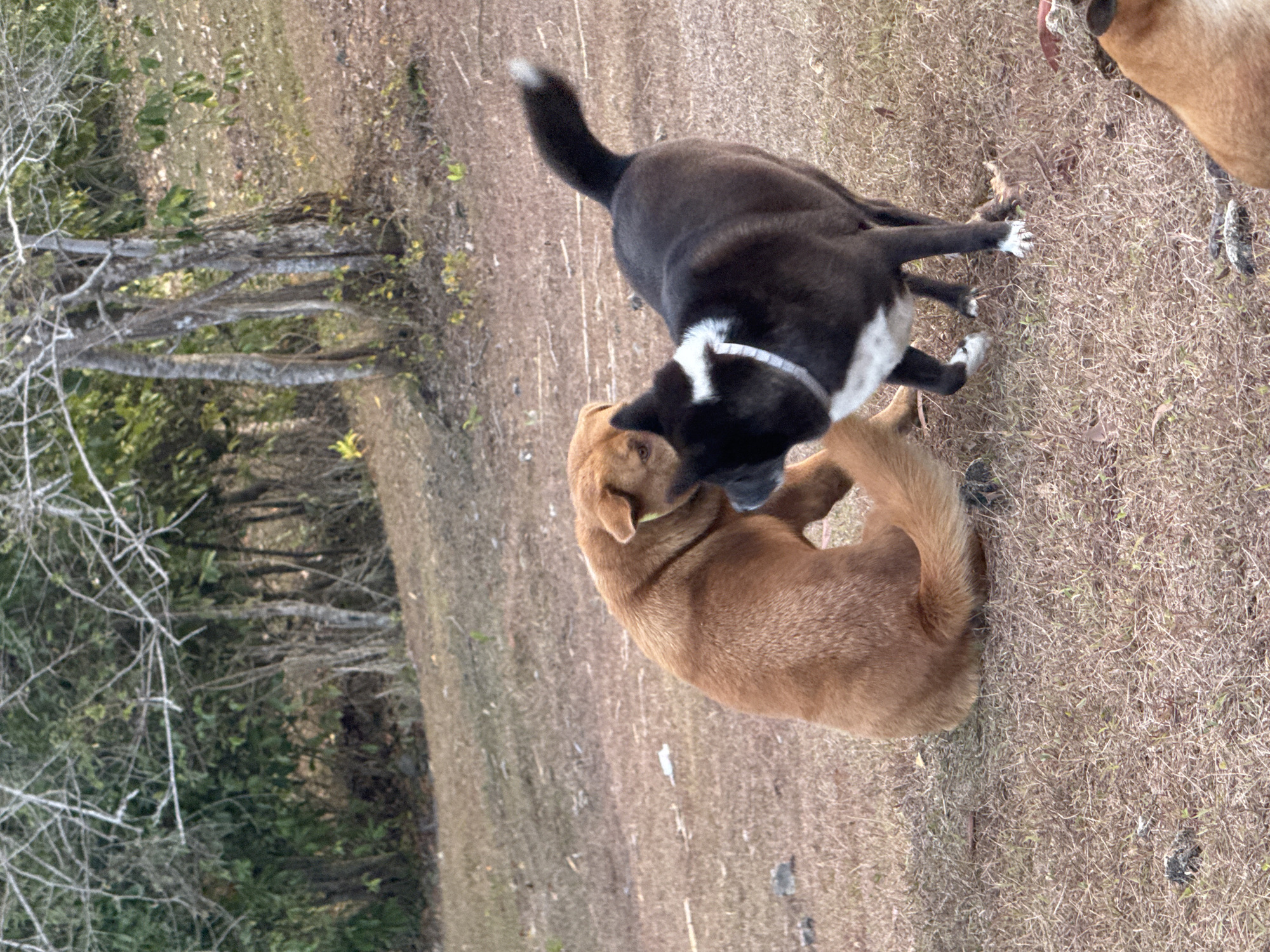 Two dogs are interacting on a dry, grassy field with a wooded area in the background. One dog is a reddish-brown color and is sitting down, facing the other dog. The second dog is black and white, standing and facing the reddish-brown dog, appearing to be engaged in play or a greeting. The environment suggests an outdoor, somewhat undeveloped area. The image does not provide enough context to determine the specific location within Kuta Selatan, Indonesia, or if there are any people present.