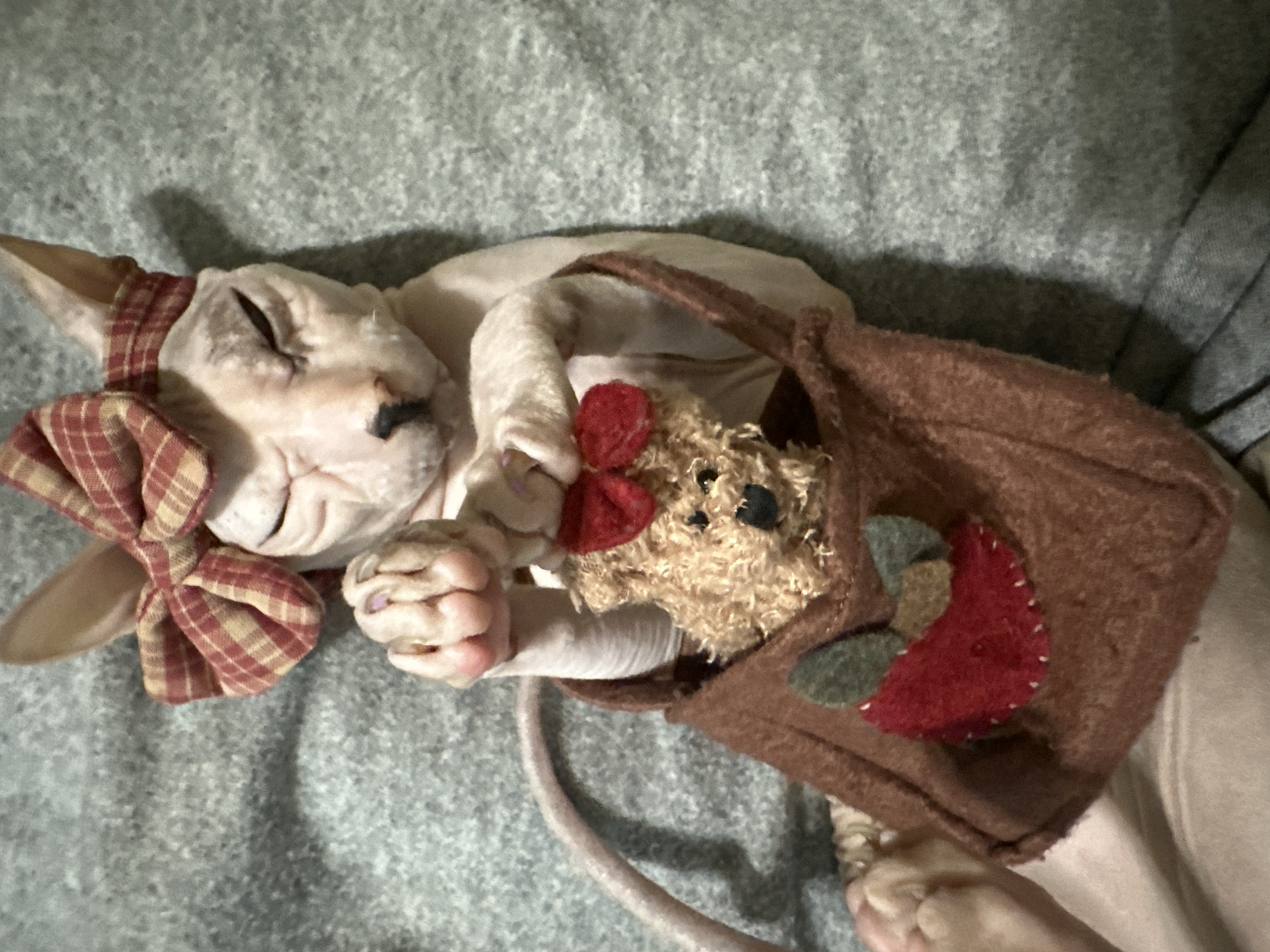 This is a close-up, top-down shot of a hairless cat, likely a Sphynx, sleeping on a soft, grey, textured surface, possibly a blanket or rug. The cat is wearing a plaid bow around its neck, with shades of red, beige, and cream. It is lying on its back, with its paws resting near its face. One paw is curled, revealing pink toe beans and a hint of purple nail polish.
The cat appears to be nestled within or next to a small, brown felt pouch or bag. Inside the pouch, a small, fuzzy toy animal, possibly a bear or rabbit, is visible. It has black button eyes and a small red felt bow on its head. The pouch itself is decorated with felt cutouts of a red heart shape and two green leaf-like shapes, stitched onto the brown fabric with white thread. The overall scene evokes a sense of comfort and playfulness, suggesting the cat is either resting with its toys or has been dressed up for a photo.
The lighting is soft, with some shadows suggesting an indoor setting. No specific time of day or weather conditions are indicated. The location context of Togliatti, Russia, does not provide any visual cues within the image itself. There is no visible text in the image. The cat's eyes are closed, indicating it is asleep, and its relaxed posture suggests a state of peacefulness or contentment.