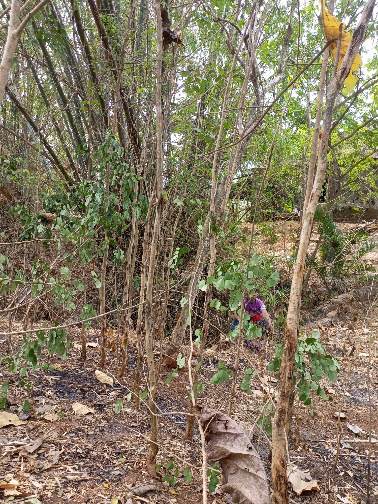 In a wooded area near Jatiroto, Indonesia, a person wearing a purple shirt and dark pants is bending down amidst dry leaves and branches. The ground is covered in a layer of fallen leaves and debris, with some patches of dark, possibly burnt, material. Scattered among the foliage are a few large, dry leaves. The surrounding environment is characterized by a dense growth of trees and bamboo. In the background, a structure is partially visible, suggesting the proximity of a dwelling. The lighting indicates it is daytime.