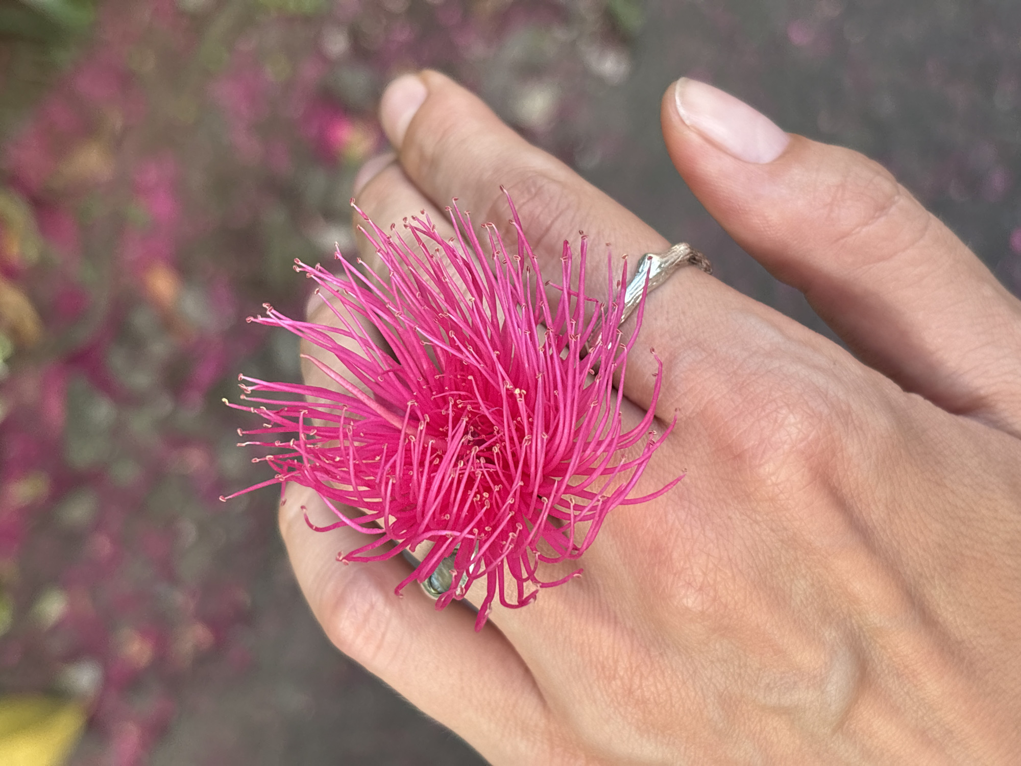 A close-up photograph shows a hand wearing a silver ring with a bright pink flower, likely a Java Apple blossom, placed on the ring. The hand is fair-skinned, and the fingernails are well-groomed. The ring is designed to hold the flower, which is the focal point. The background is blurred, but appears to be a mix of greenery and other blossoms, with an indistinct grey surface. The scene likely takes place in an area where Java Apple trees are present, consistent with the environment of Kuta Selatan, Indonesia.