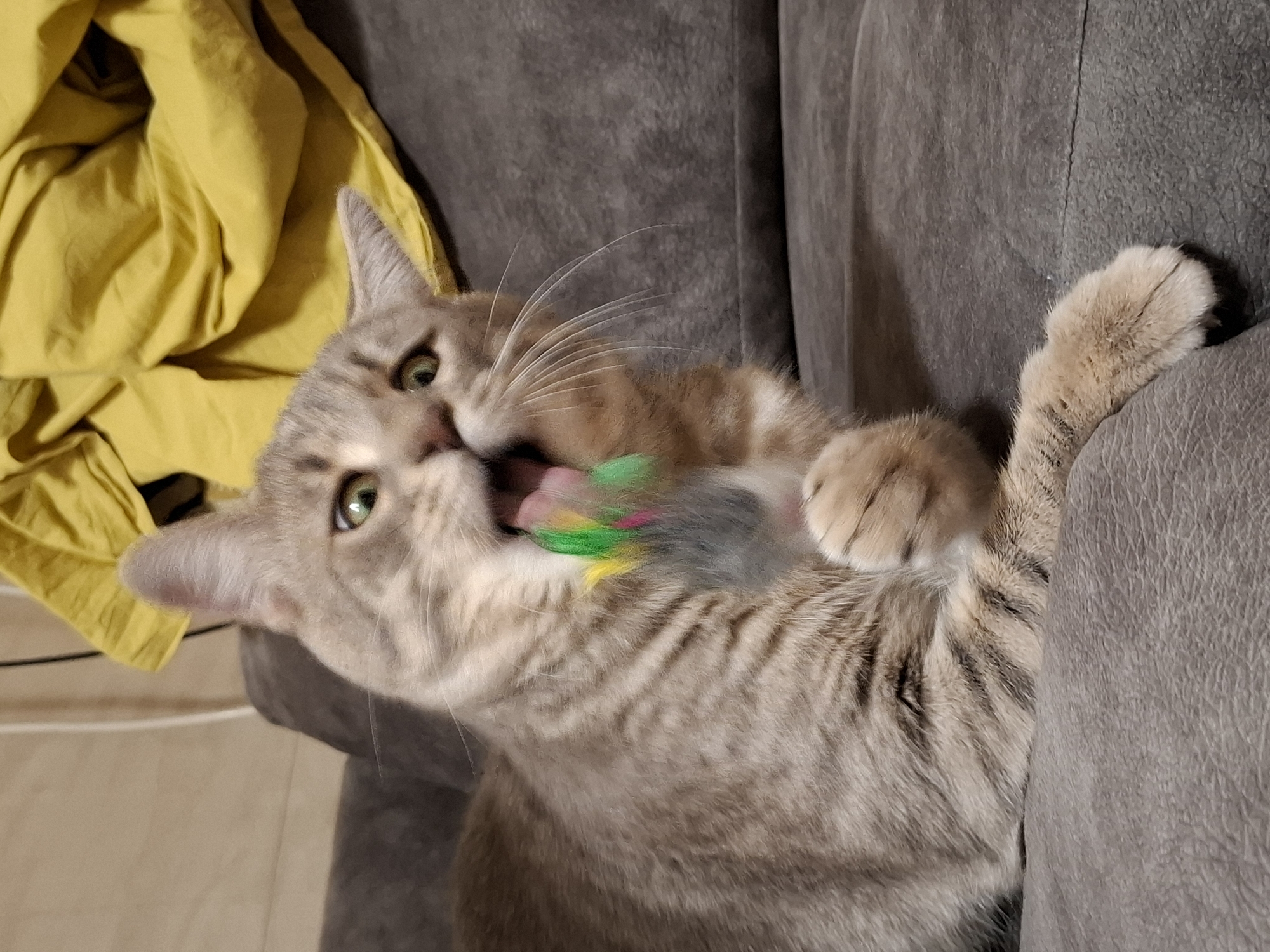 A light brown tabby cat is playing with a colorful toy while lying on a gray couch. A yellow piece of fabric is visible in the upper left corner. The location appears to be indoors.