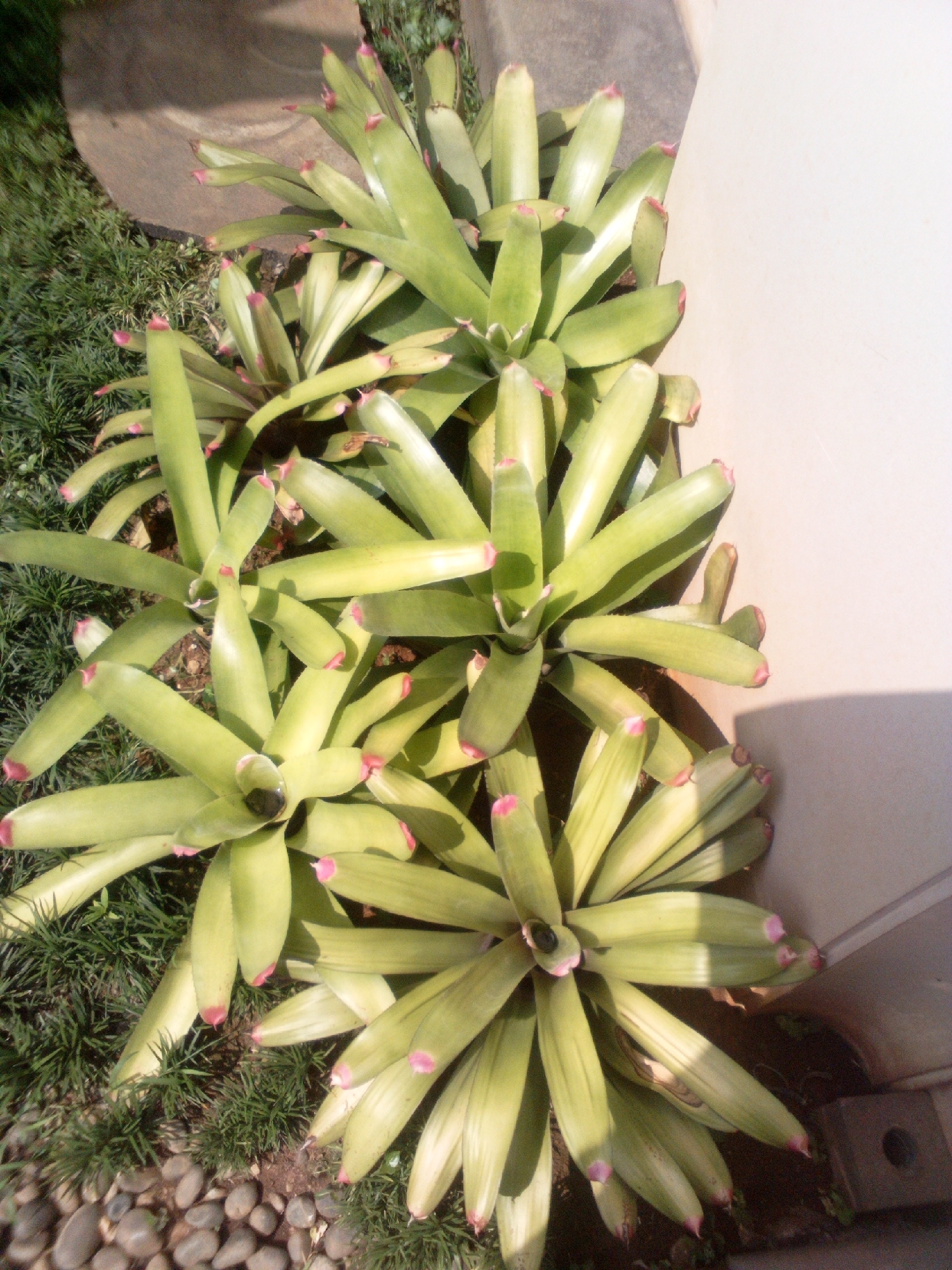 This image shows a cluster of bromeliad plants, their broad, light green leaves fanning out from their centers. The tips of many leaves are accented with a delicate pink hue. The plants are situated outdoors, with a patch of dark green grass to their left, and a smooth, light-colored wall to their right, casting a noticeable shadow on the ground. In the foreground, a scattering of smooth, grey pebbles adds a textural element to the scene. The lighting suggests it is daytime, likely with bright sunlight. The overall impression is one of a well-maintained garden or landscaping in a residential or commercial outdoor space. The style of landscaping and building materials are consistent with those found in urban areas of South Jakarta, Indonesia, though no specific landmarks are visible to pinpoint the exact location within the city. There are no people or animals depicted in the image.