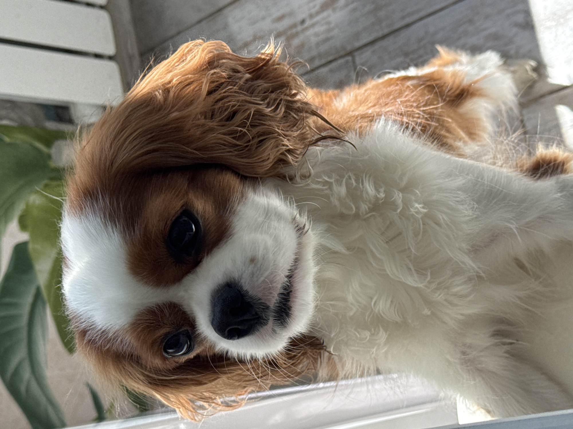 A close-up, eye-level shot shows the face of a Cavalier King Charles Spaniel dog looking to the left. The dog has brown and white fur, with brown markings around its eyes and ears and a white blaze on its forehead. Its eyes are dark and expressive, and its nose is black. The dog's fur is soft and wavy, particularly around its ears. The background is blurred, but appears to be an indoor setting with natural light, possibly near a window or door, indicated by the vertical white planks and the presence of a large green leaf. The dog's chest and front paws are visible in the foreground, with one paw resting slightly forward. The overall impression is of a calm and alert pet in a home environment.
