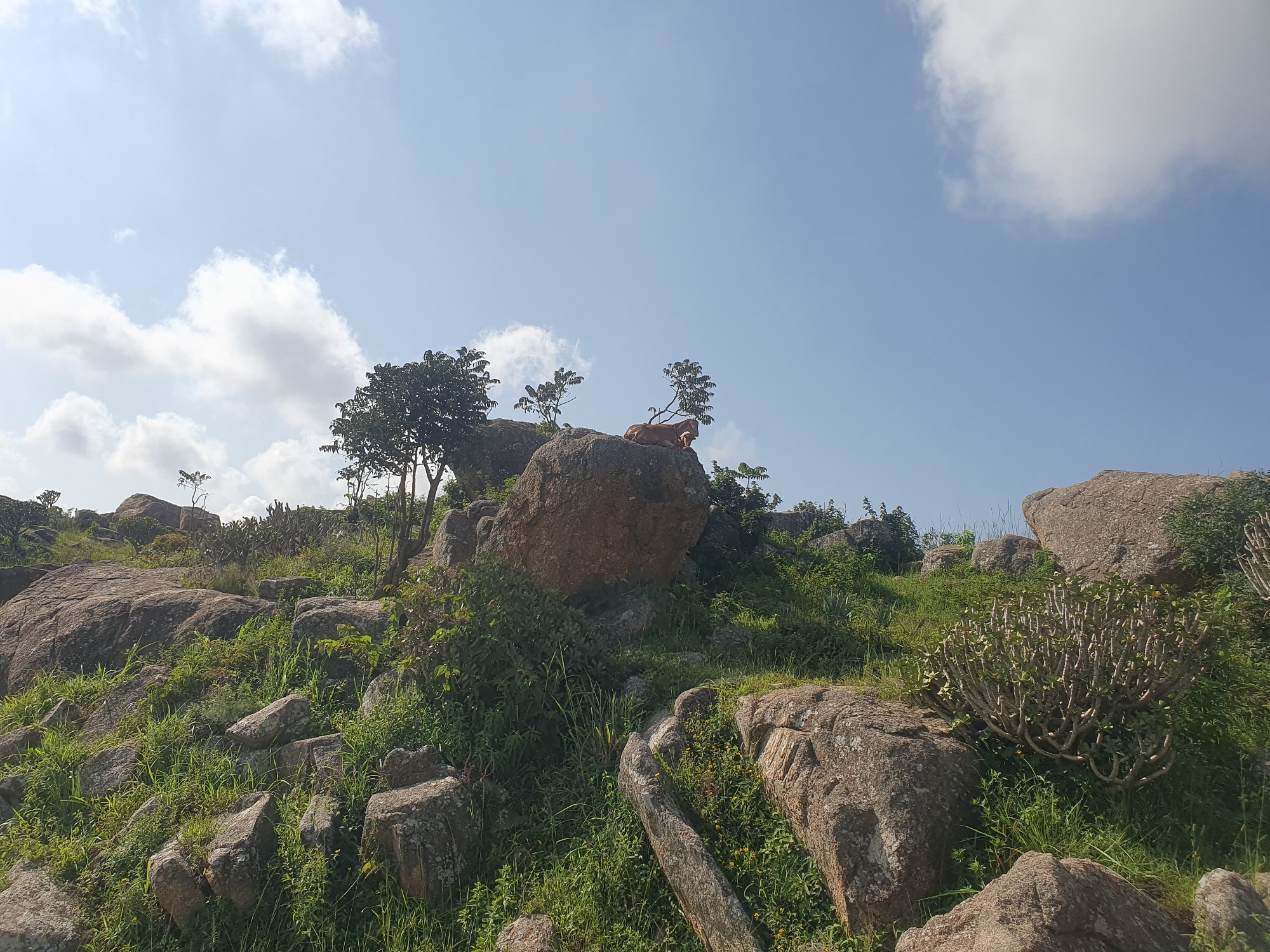 A brown-colored cow is lying down on a large, rounded boulder on a rocky, vegetated hillside under a clear blue sky with scattered white clouds. The cow is facing to the right and appears to be resting. The hillside is covered in various sizes of rocks and green grass, with some small trees and shrubs growing among them. The landscape suggests an outdoor, natural environment. The location is identified as Gura Top, Nigeria.
