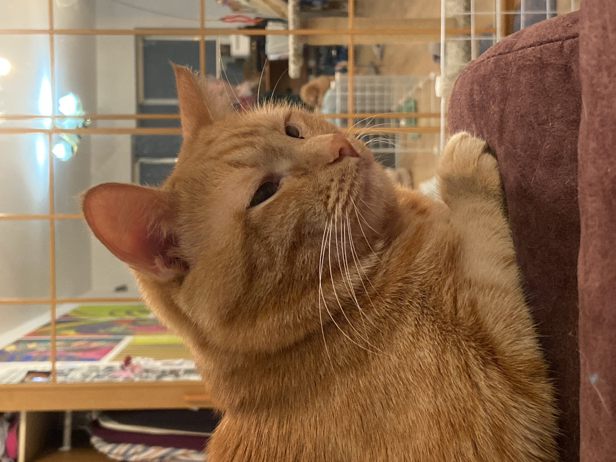 An orange tabby cat is resting on a brown upholstered surface. The cat's head is tilted to the left, and its right paw is resting on the upholstery. The cat is positioned near a light-colored cage-like structure. In the background are indistinct shapes and colors, including a table with items on top. The location is not discernible as Saratov, Russia based on the given image.