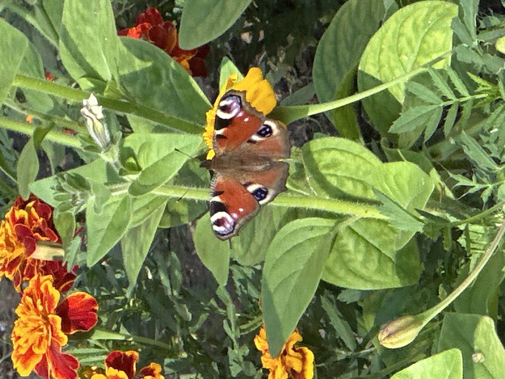 A peacock butterfly is perched on a yellow flower, its wings spread open to reveal intricate patterns of orange, brown, and blue. The butterfly is positioned in the center of the frame, with its head facing left. Surrounding the flower are lush green leaves and stems, with hints of red and orange marigolds visible in the background. The scene appears to be a close-up shot taken outdoors, possibly in a garden in the city of Uray, Russia, given the context. The lighting suggests it is daytime, with the sun illuminating the butterfly and flowers.