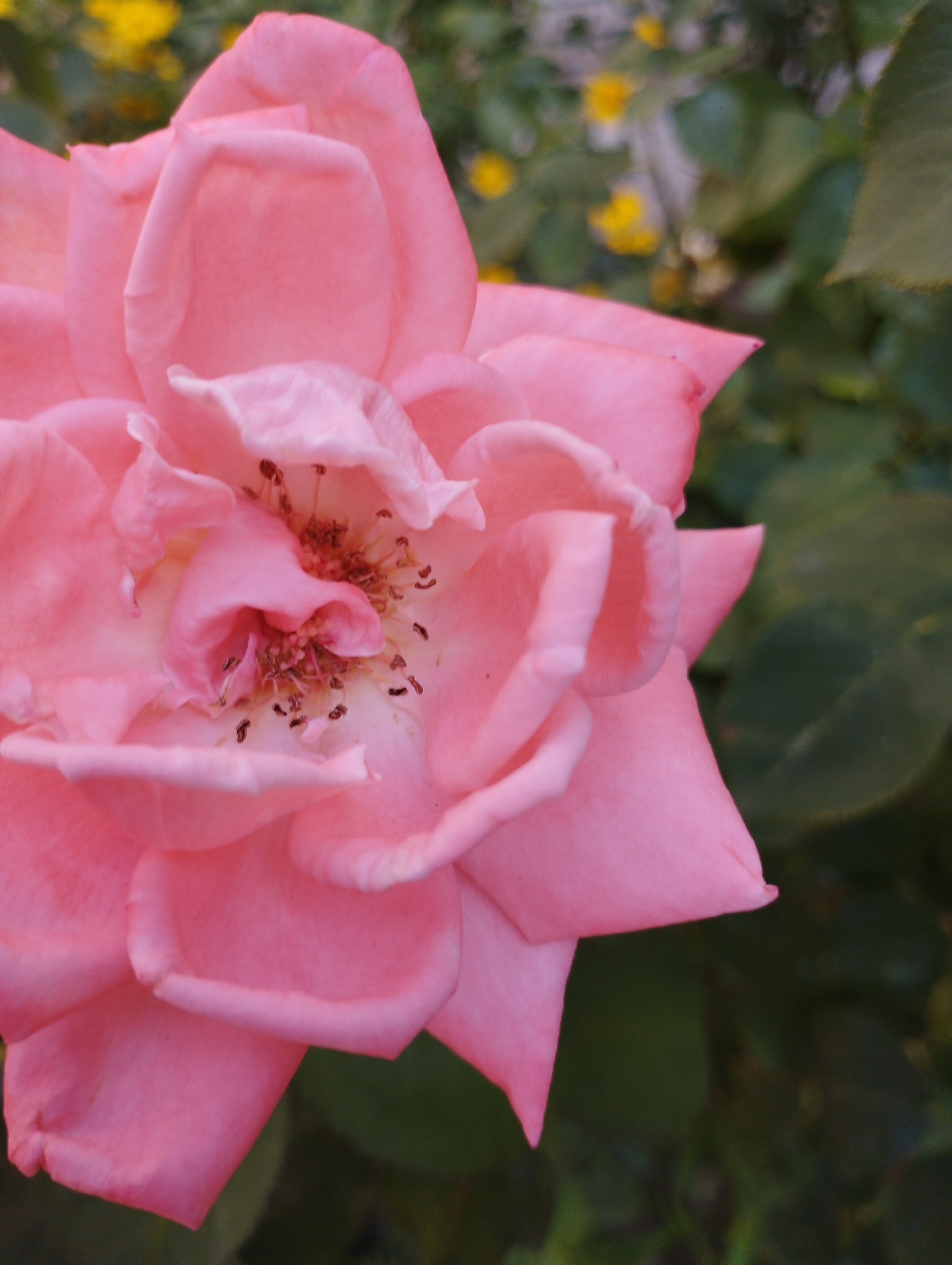 A close-up, vertical shot focuses on a vibrant pink rose. The rose is in full bloom, with its petals unfurling to reveal its center, which is filled with delicate stamens. The background is a blur of green leaves and scattered yellow flowers, suggesting an outdoor garden setting. The lighting is soft, highlighting the delicate texture of the rose petals. The image has a shallow depth of field, drawing the viewer's eye to the intricate details of the rose. The scene appears peaceful and natural.