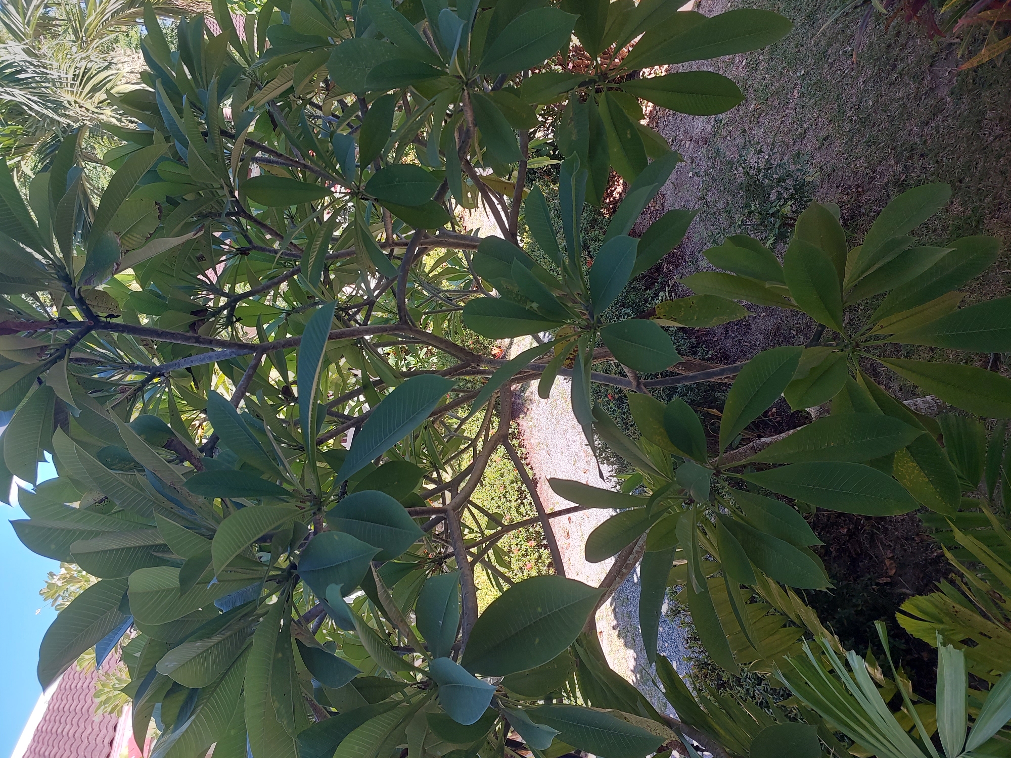 The image shows a close-up view of lush green foliage of a Frangipani tree, also known as Plumeria. The leaves are broad, oblong, and have prominent parallel veins. The branches of the tree are visible, appearing to be somewhat woody and light brown. In the background, there is a hint of a tiled roof of a building, suggesting a residential or resort setting. Beyond that, a patch of lawn and gravel path are visible, interspersed with some smaller plants and flowers. A portion of a palm tree's fronds can be seen towards the top right of the image. The sky is a clear blue. The scene depicts a tropical environment, consistent with locations like Baan Mae Nam, Thailand, known for its verdant landscapes and resort accommodations. There are no people or animals present in the image, and no specific actions or interactions are depicted. The focus is solely on the natural elements and the surrounding environment.