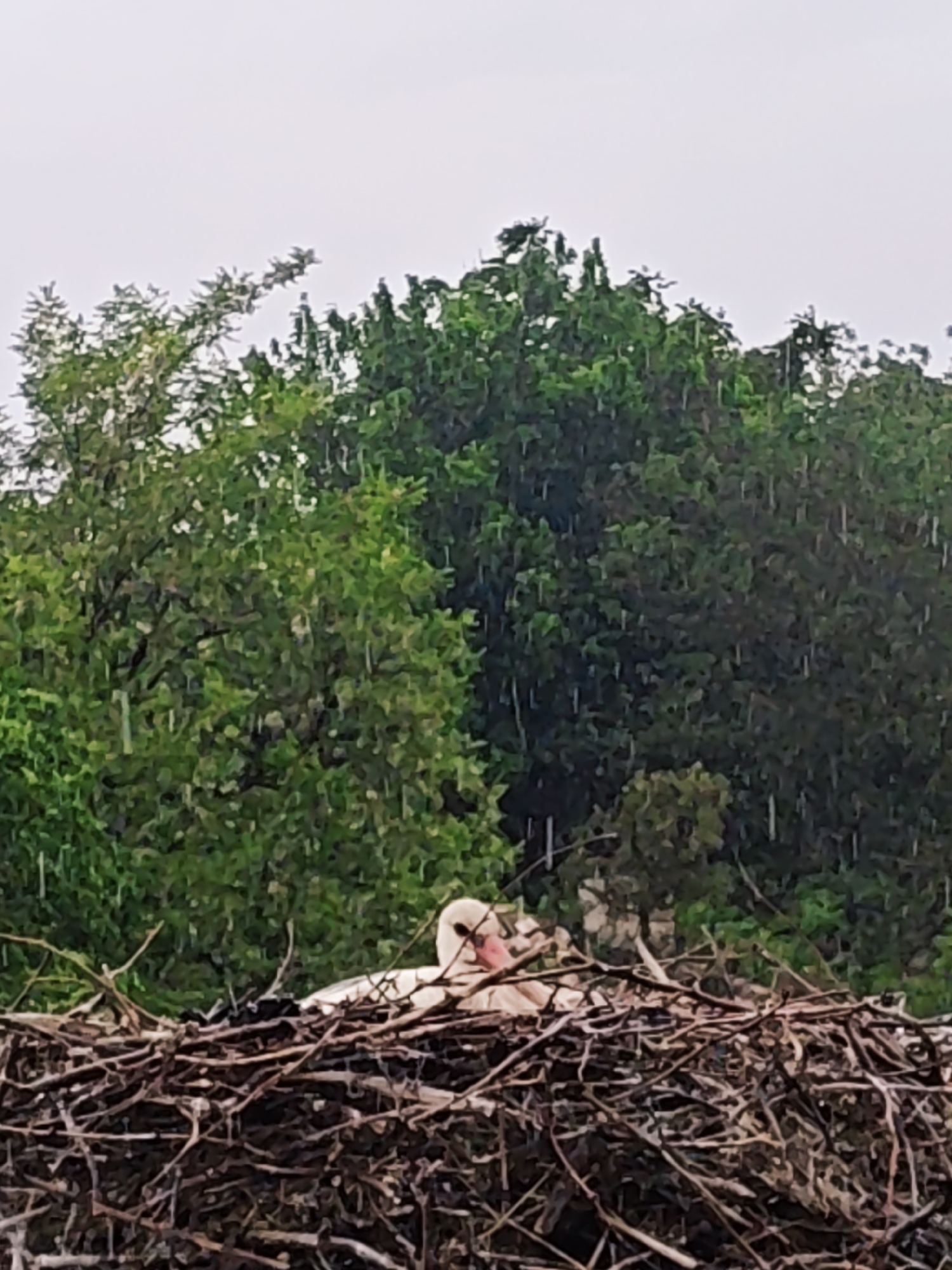 A white bird, possibly a swan or stork, is nested in a large nest of dry twigs and branches. The nest is situated among trees and greenery. Rain is falling throughout the scene. The location is unknown.