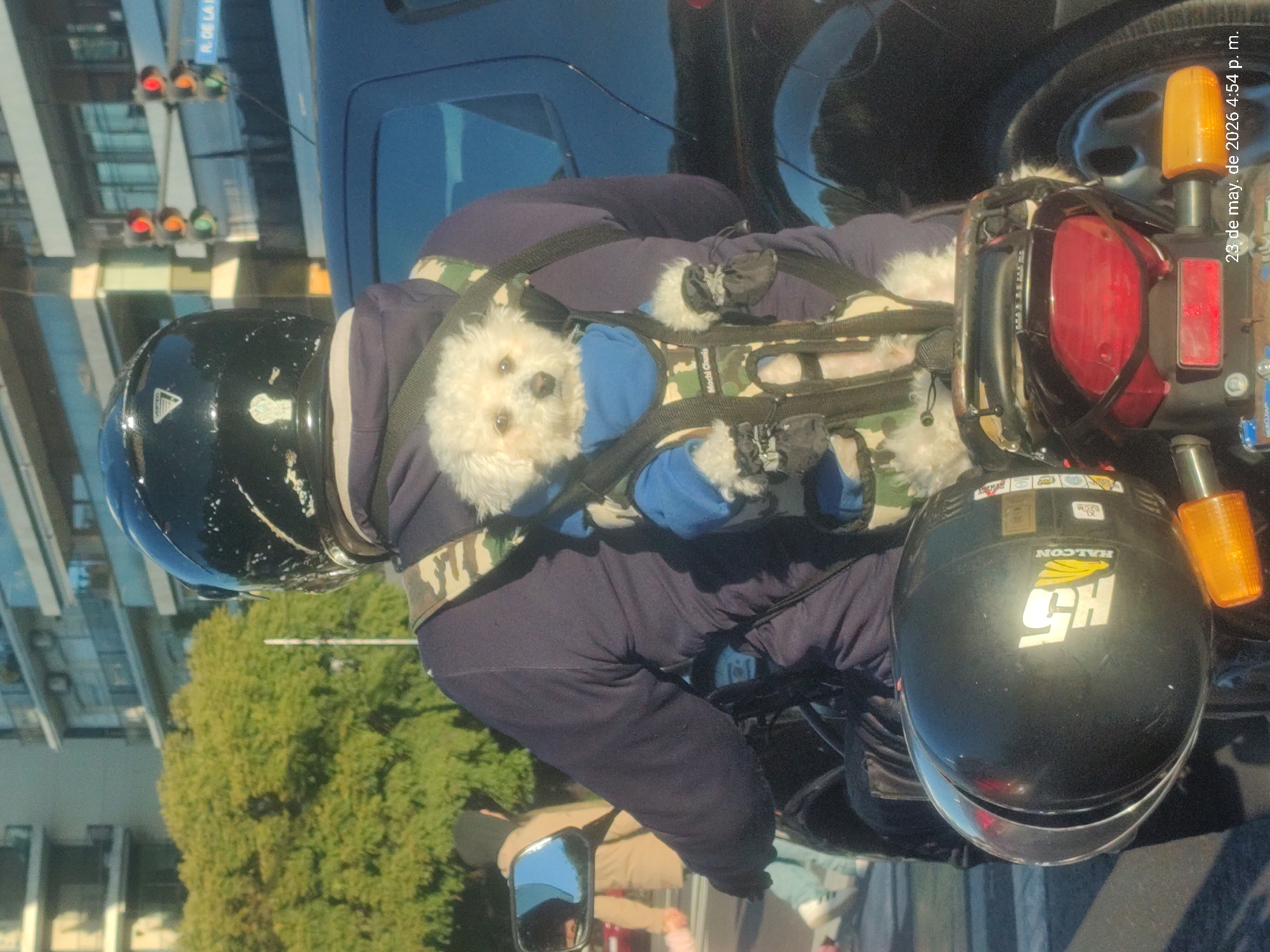 A human is wearing a black helmet and a navy tracksuit with a camouflage band around the chest. A white dog in a blue shirt and camouflage harness is strapped to the human's chest. There is a black motorcycle with a black helmet strapped to the front. The scene is outdoors, with a green tree and a building visible in the background. A sign reading "R. DE LA" is partially visible, suggesting the location is in Buenos Aires, Argentina. A digital timestamp on the image reads "23 de may. de 2026 4:54 p. m.".